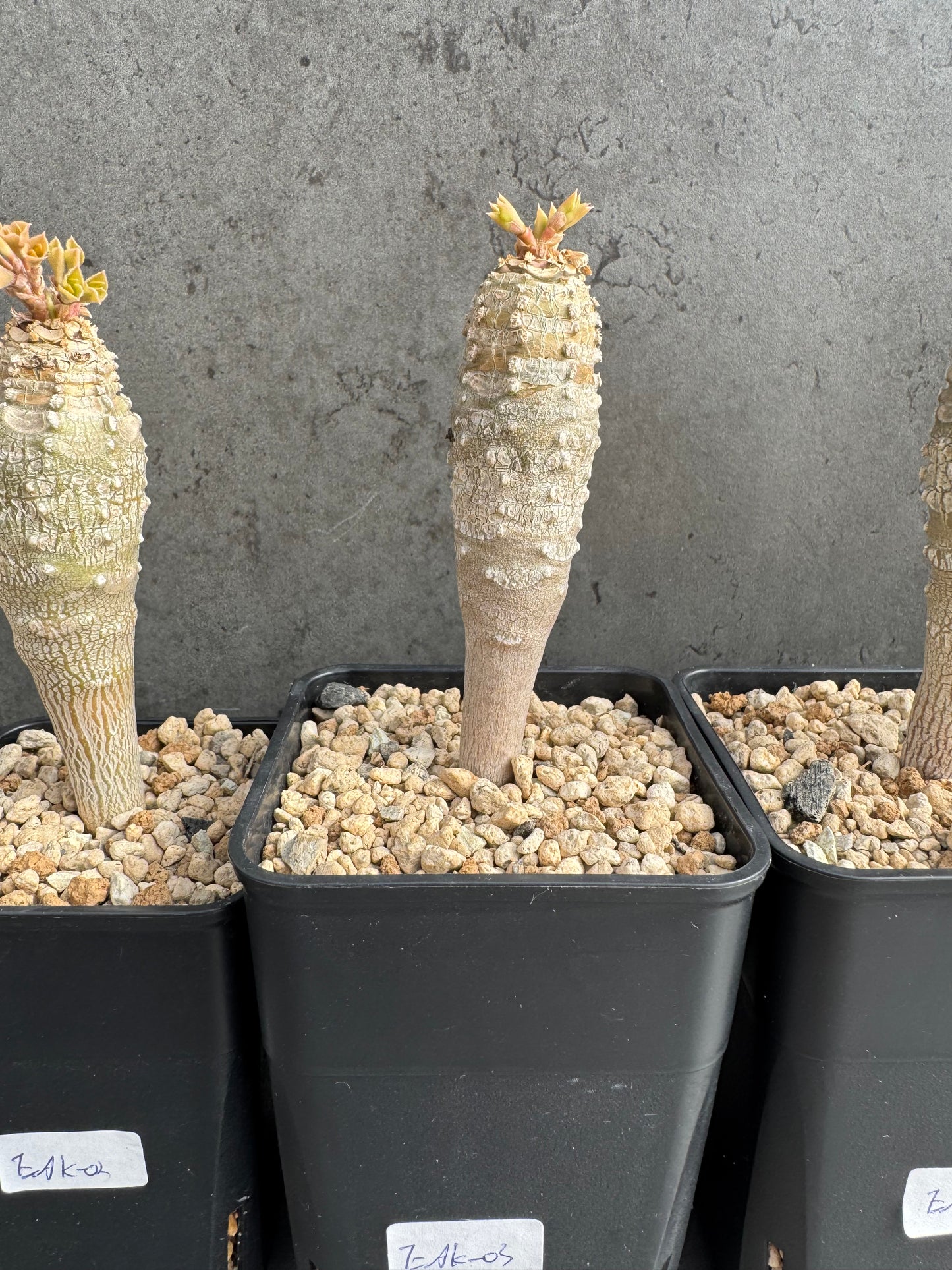 Euphorbia ankarensis