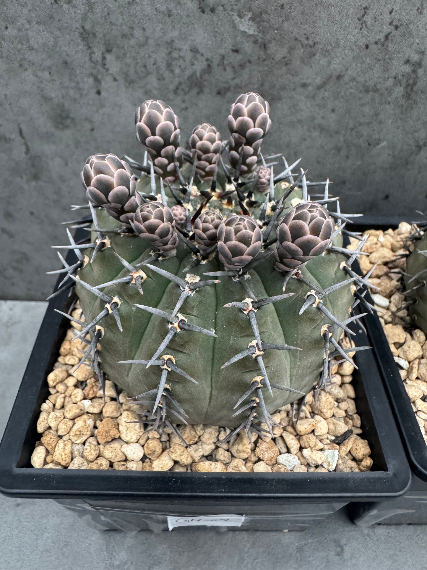 Gymnocalycium asterium nigrispina - großes Exemplar