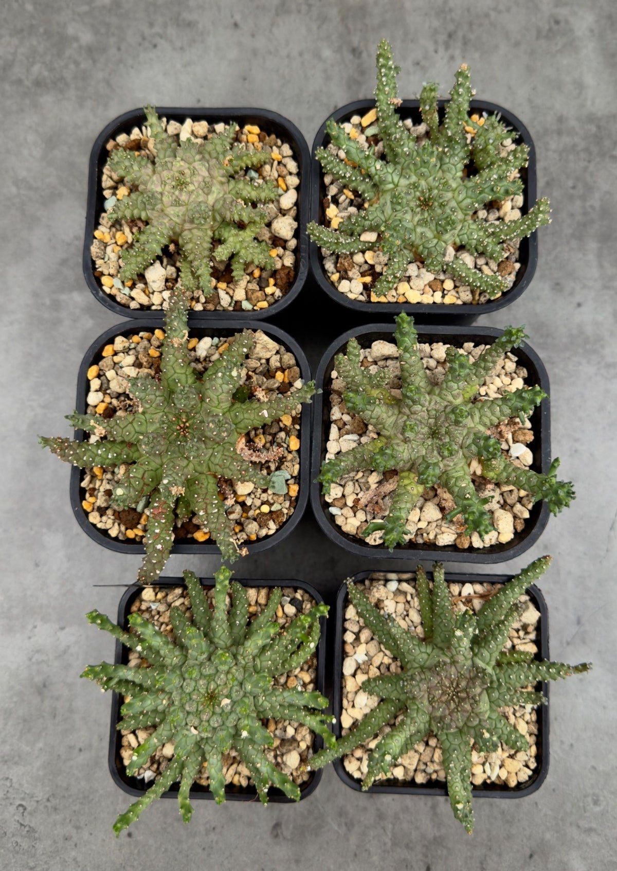 Euphorbia brevirama