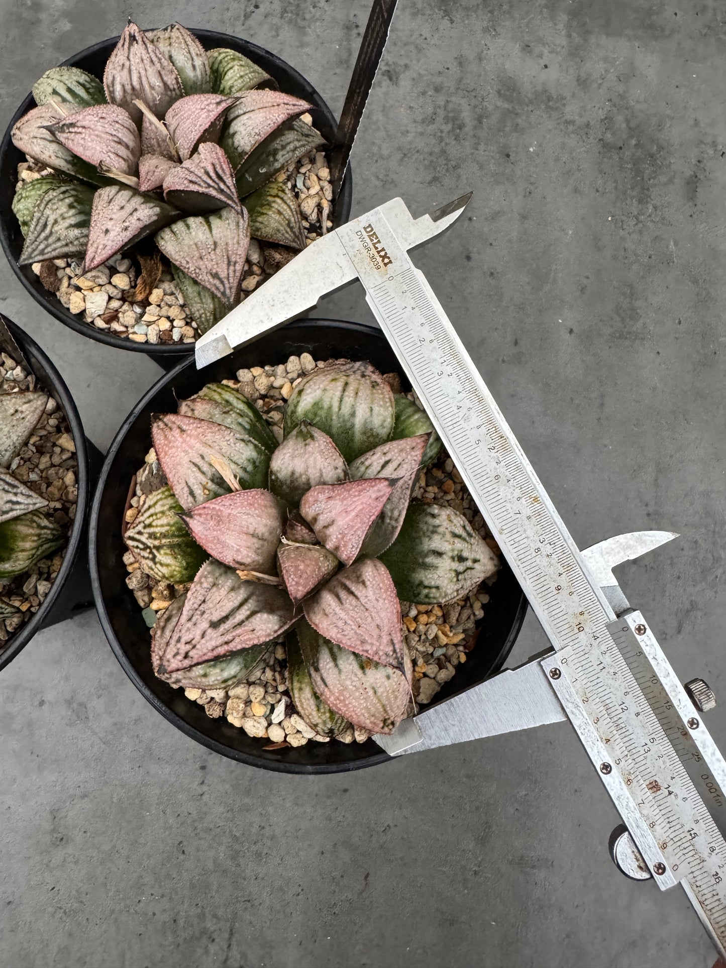 Haworthia splendens ‚Princess Kazunomiya‘