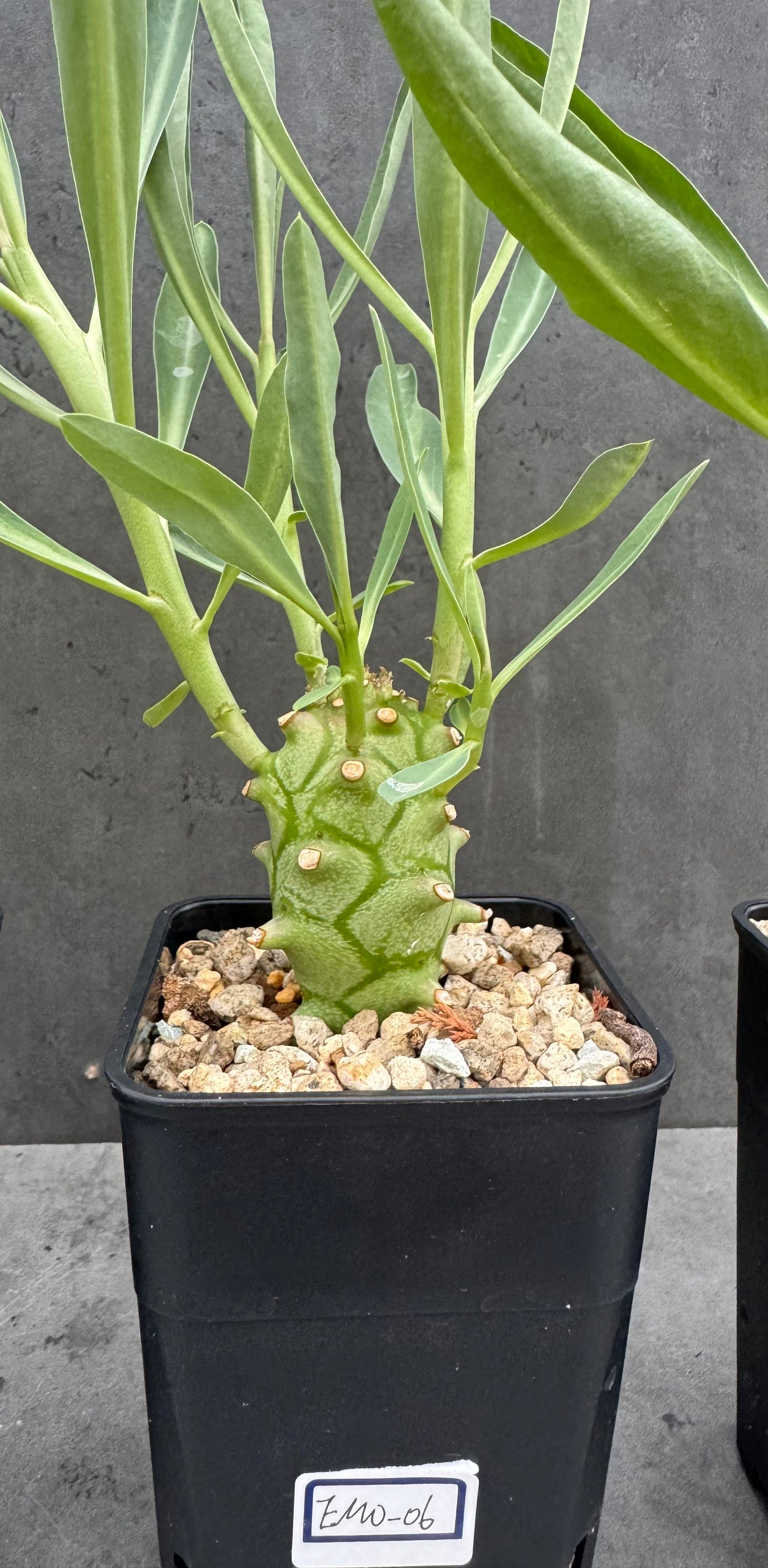 Euphorbia monteiroi - Angola