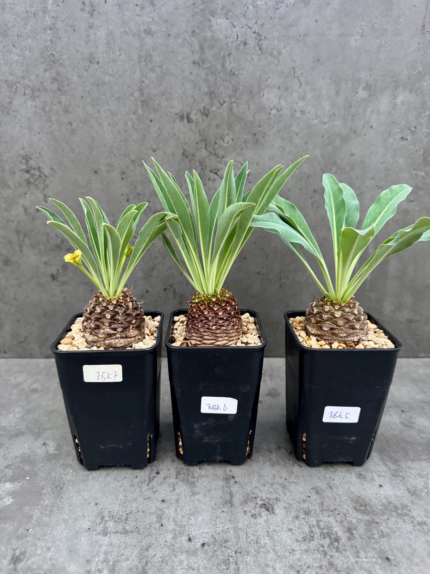 Euphorbia bupleurifolia – Exklusive Caudexpflanze mit Palmen- & Ananasoptik