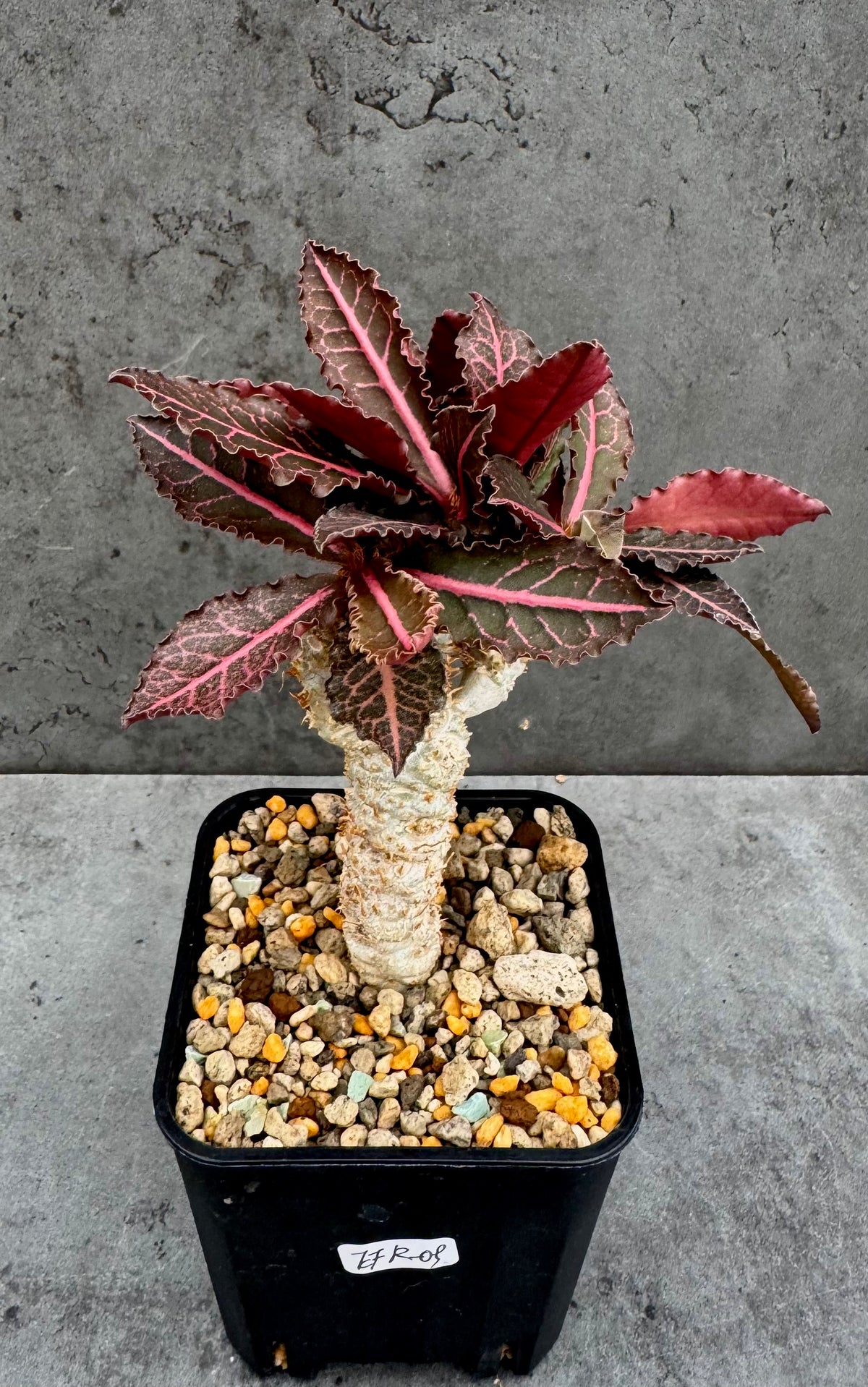 Euphorbia francoisii var. crassicaulis 'Rubrifolia' – robust kultiviert in rein mineralischem Substrat.