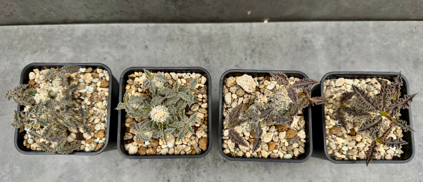 Euphorbia tulearensis