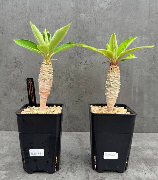 Euphorbia ankarensis