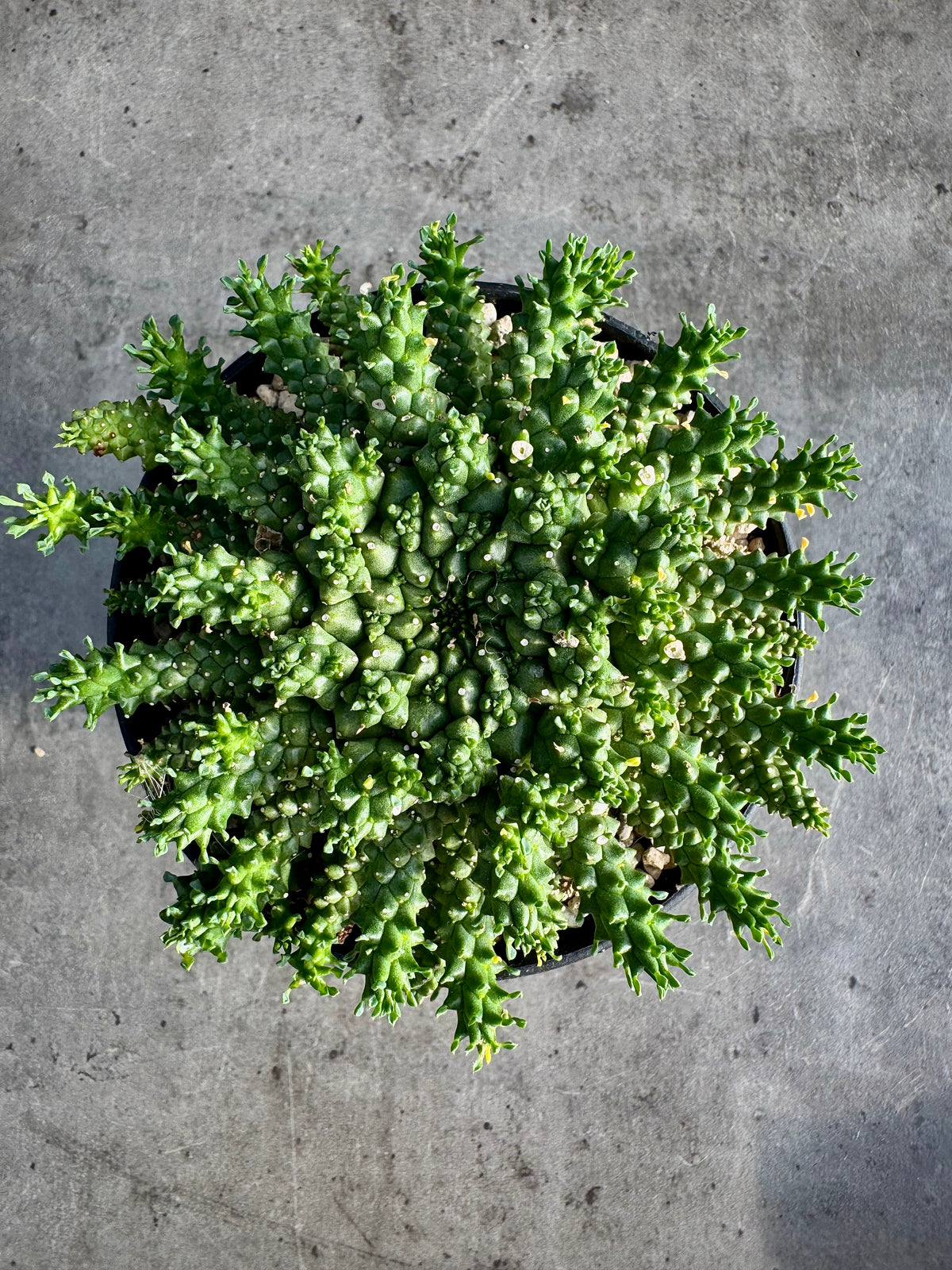 Euphorbia atroviridis
