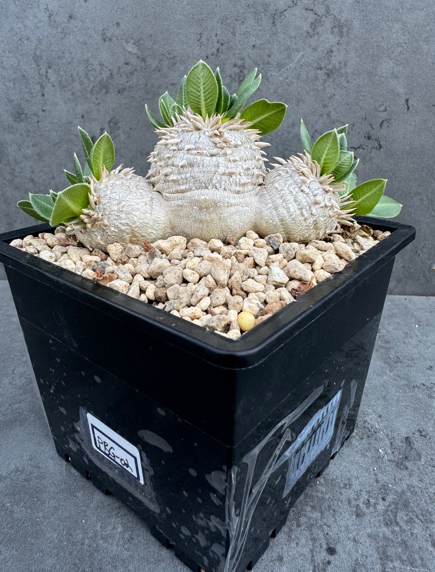 Pachypodium brevicaule – Kulturpflanzen aus deutscher Nachzucht - wurzelecht 8,5cm