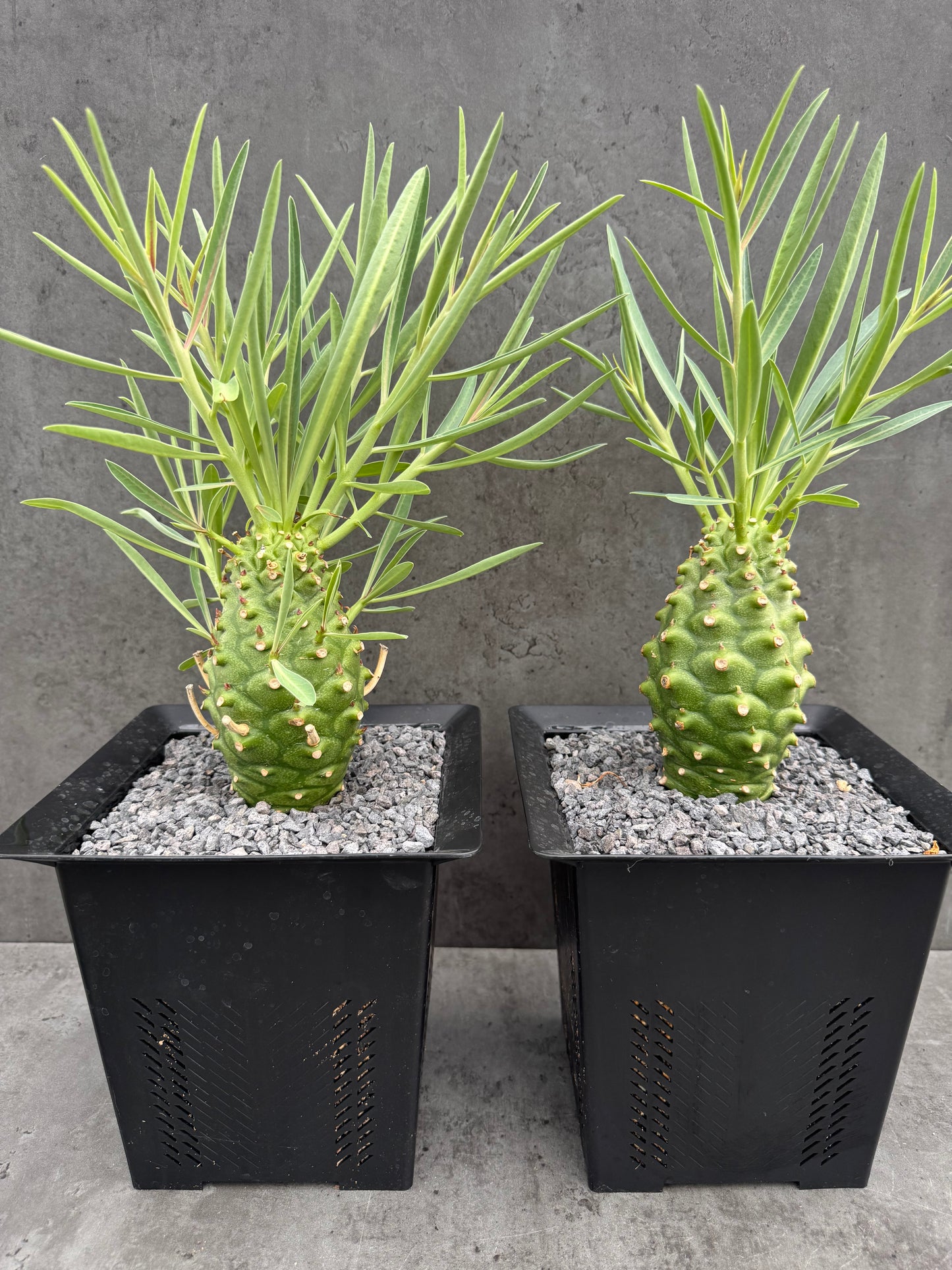 Euphorbia monteiroi - Angola