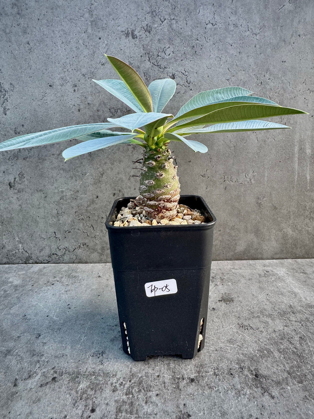 Euphorbia pachypodioides