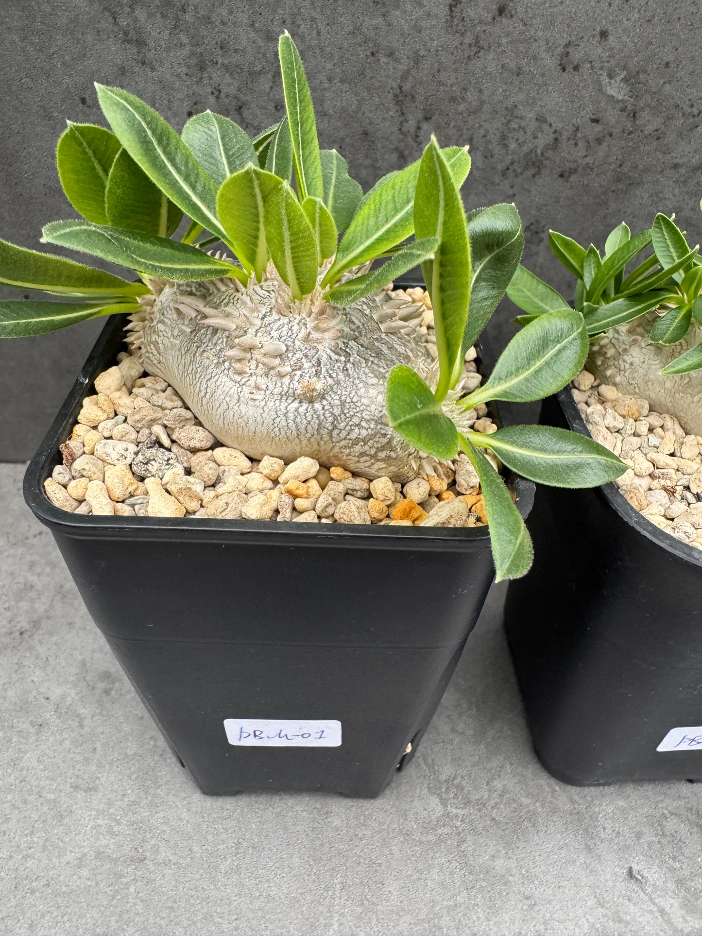 Pachypodium brevicaule - wurzelecht 7cm