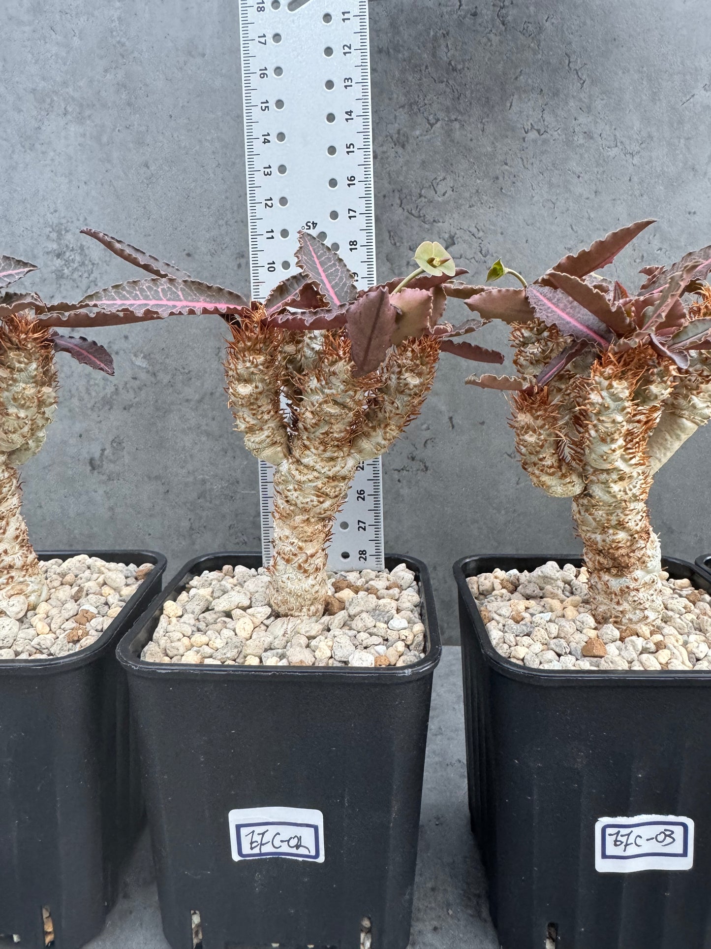 Euphorbia francoisii var. crassicaulis 'Rubrifolia' – robust kultiviert in rein mineralischem Substrat.