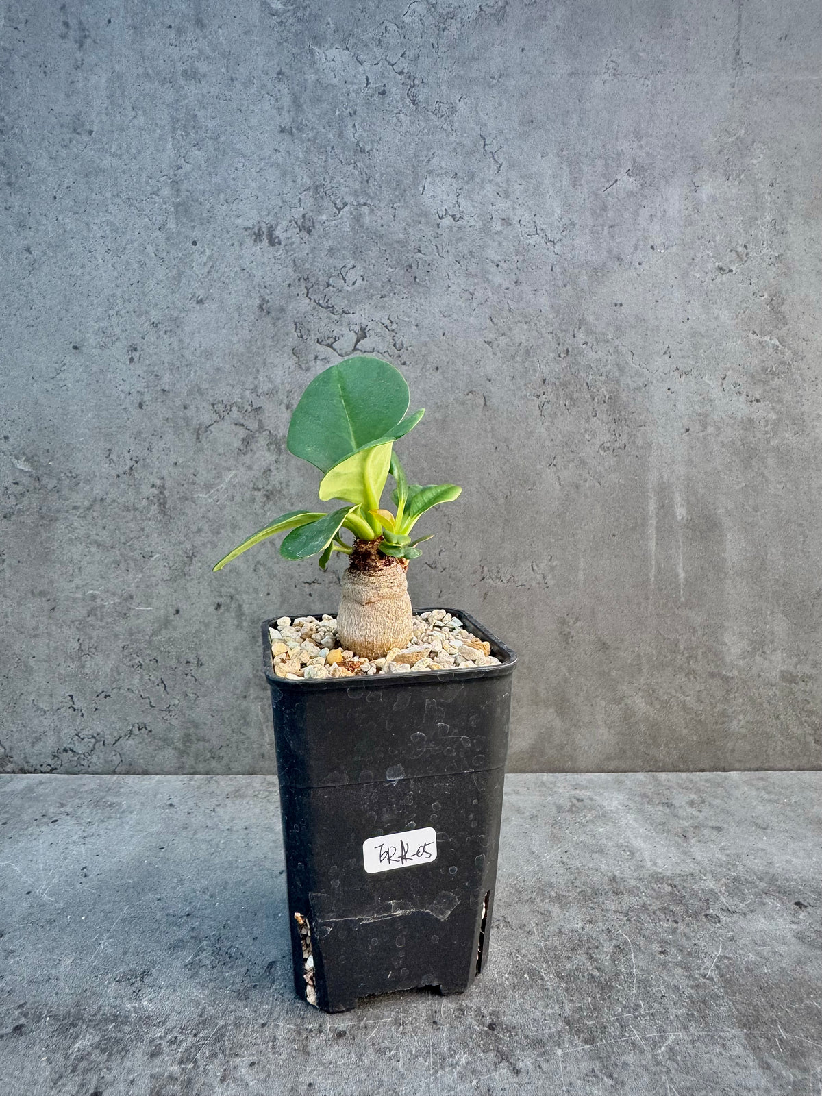Euphorbia ramena
