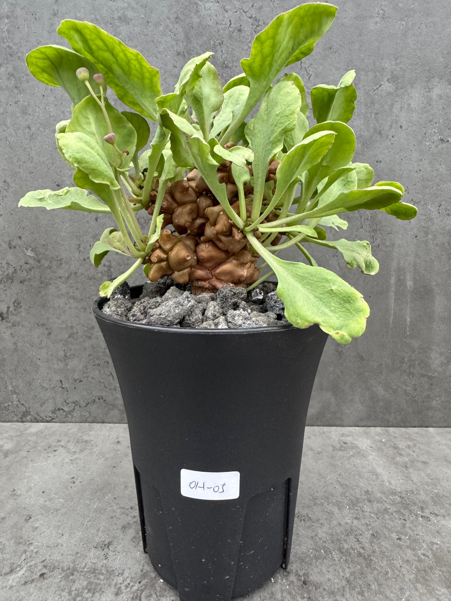 Othonna herrei - große Pflanzen