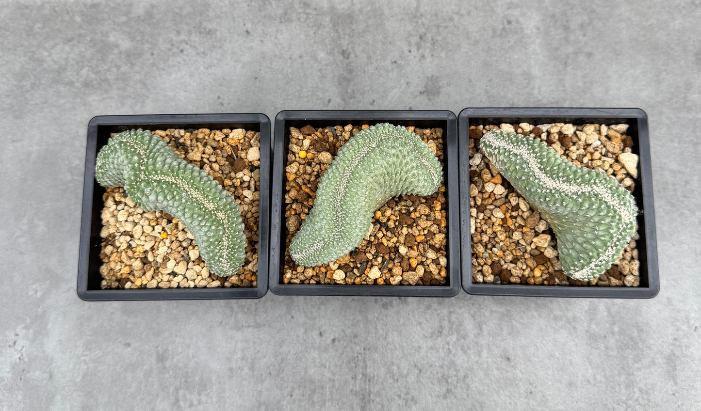 Strombocactus disciformis f. cristata – wurzelechte, blühfähige Exemplare