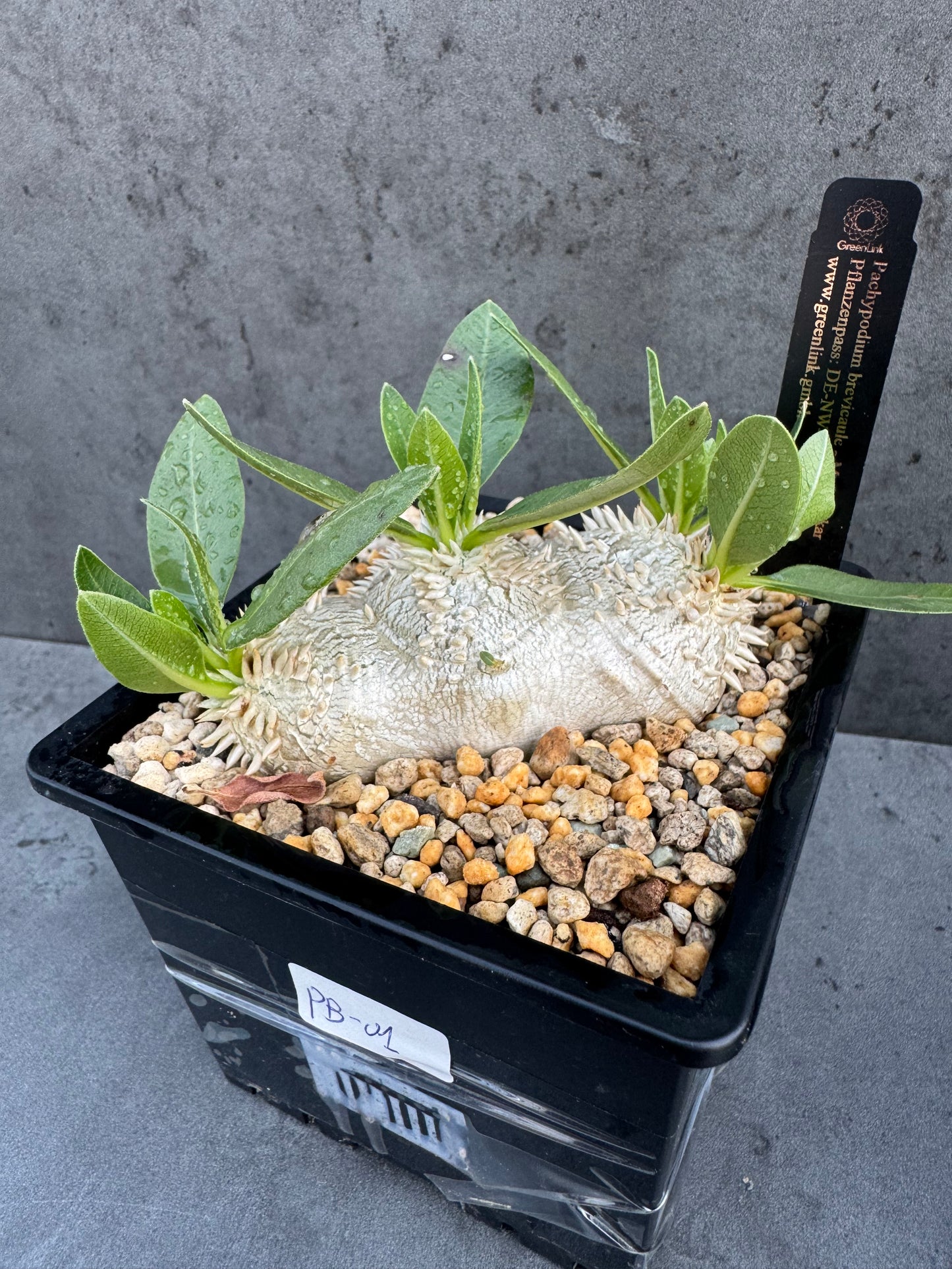 Pachypodium brevicaule – Seltene, steinartige Caudexpflanze aus Madagaskar, wurzelecht 7-8cm