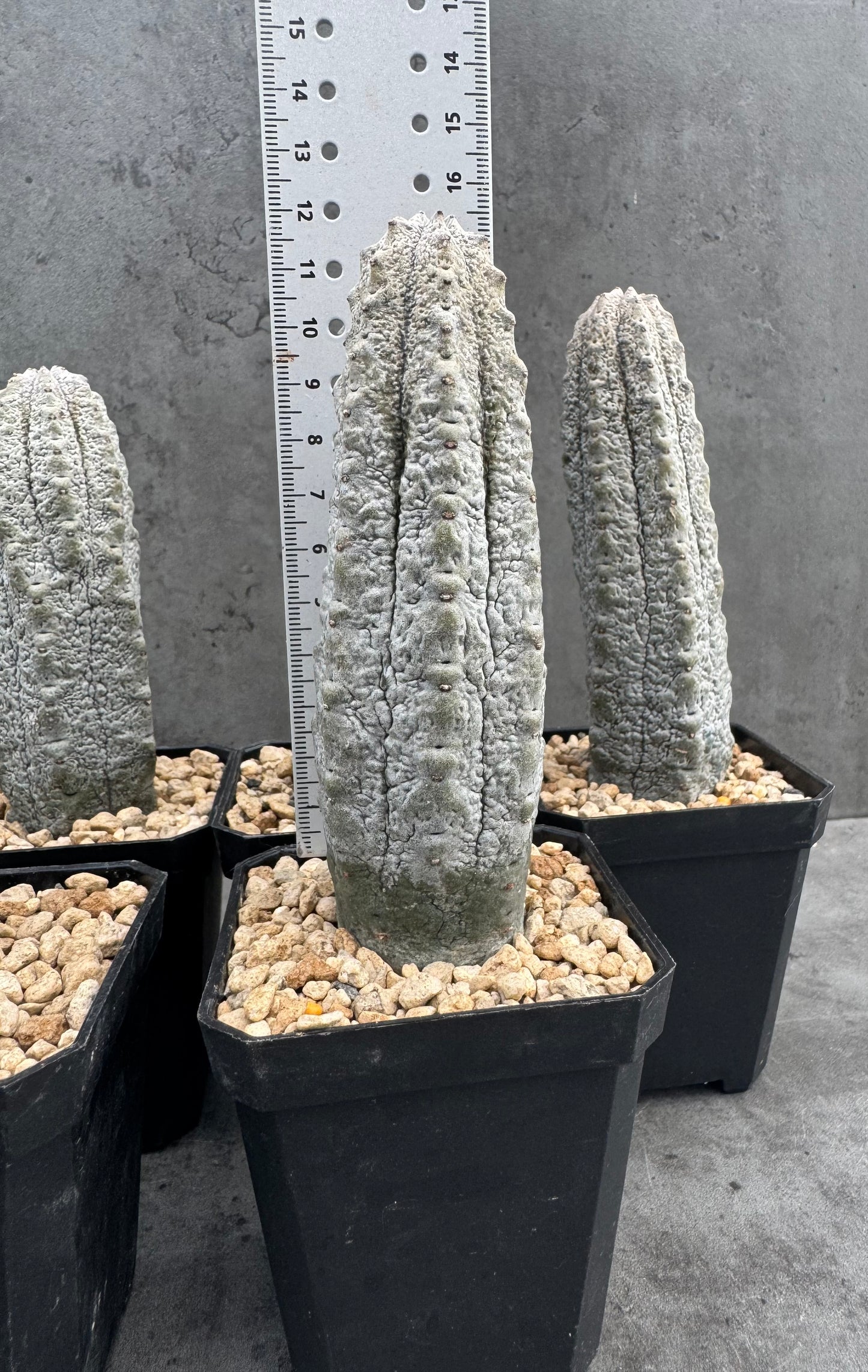 Euphorbia abdelkuri – wurzecht