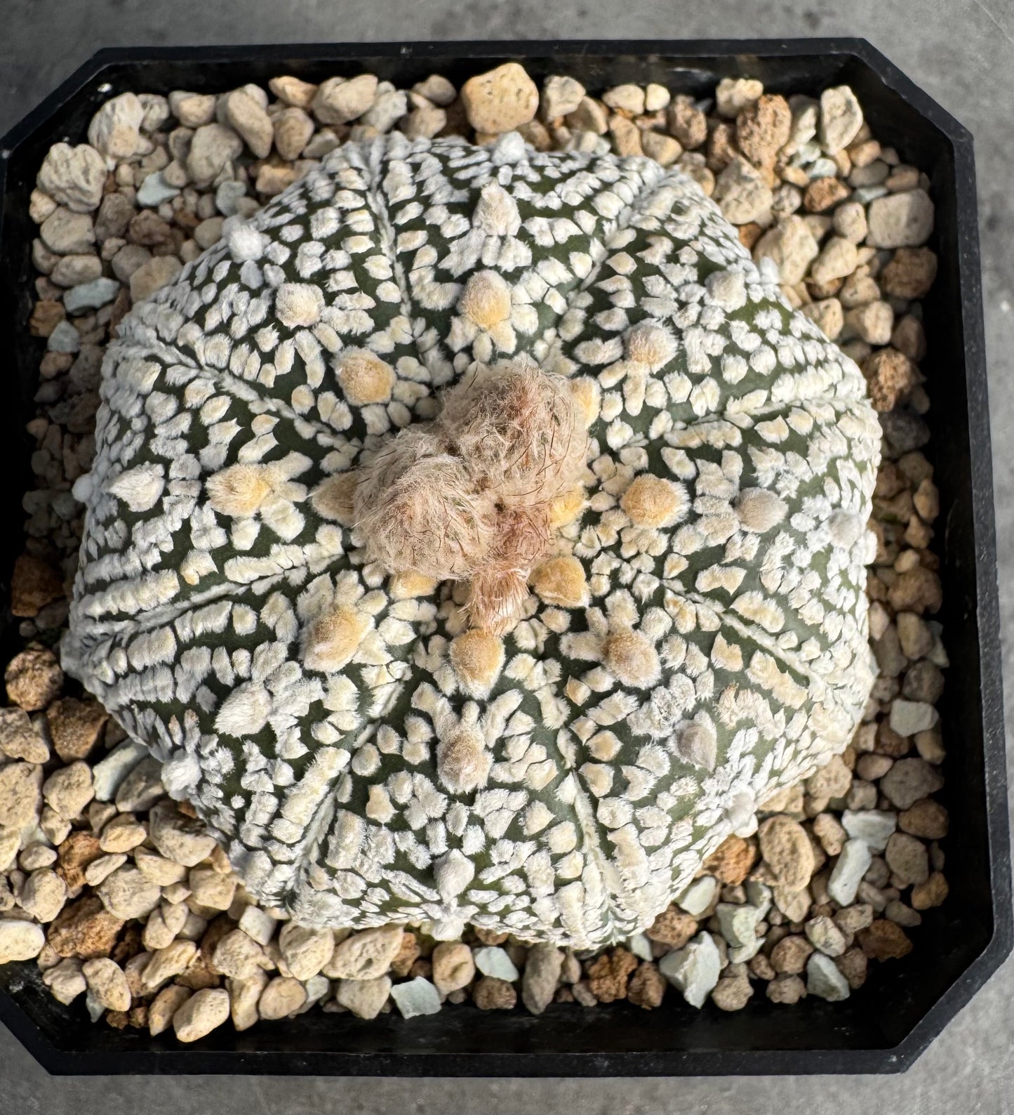 Astrophytum asterias miracle