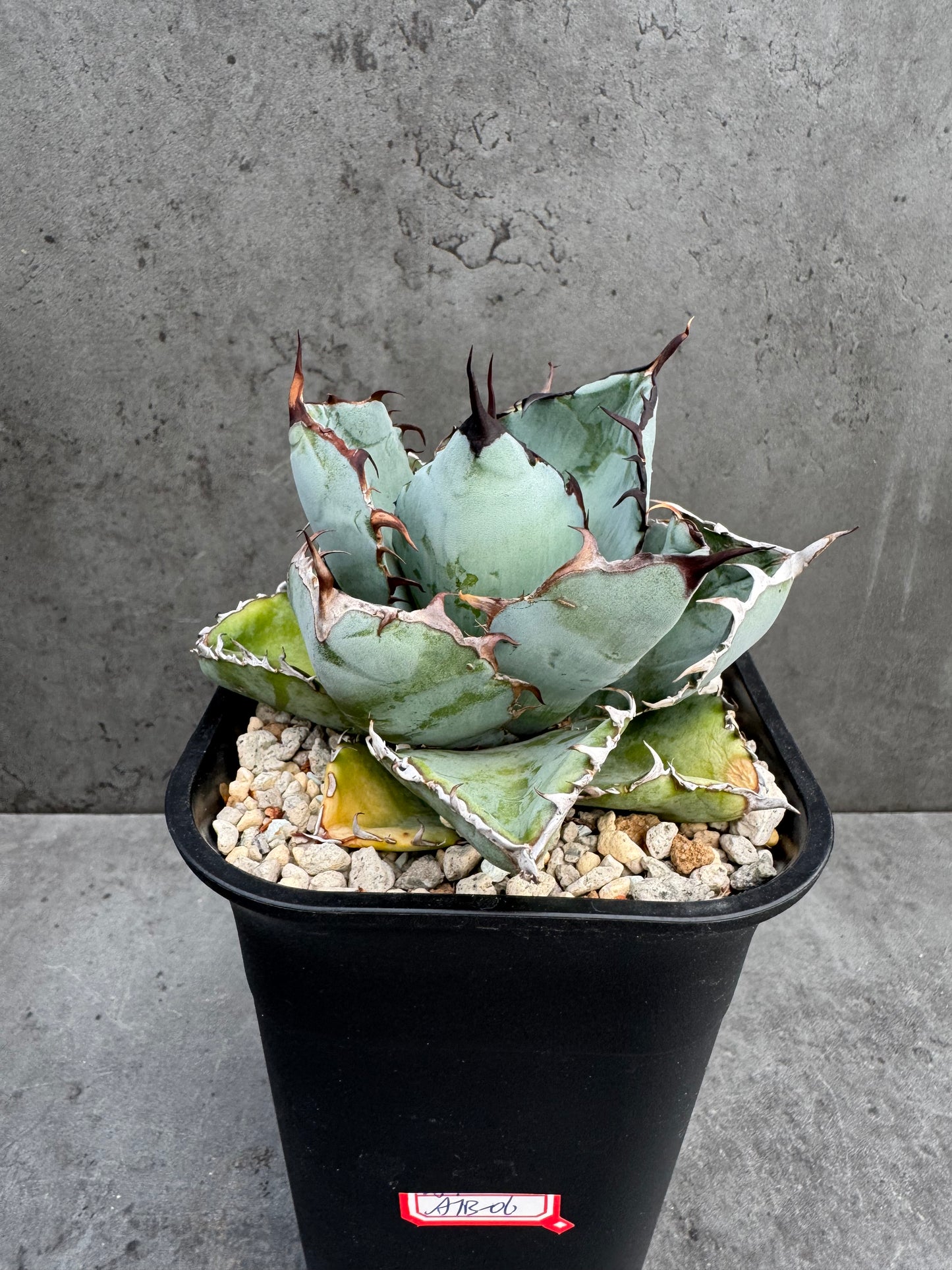 Agave Titanota cv. Black and Blue