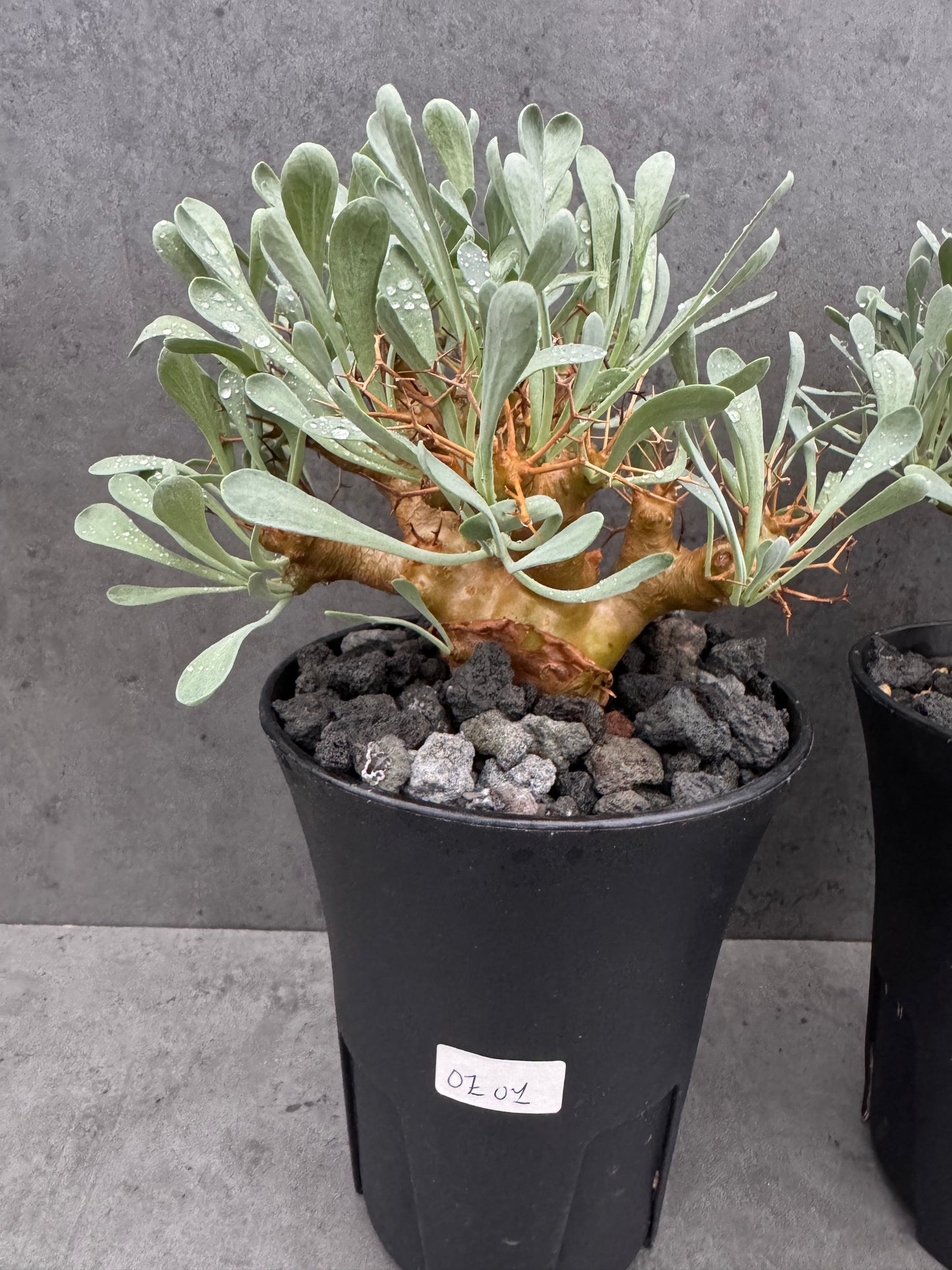 Othonna euphorbioides - Der Monsterbaum der Othonna