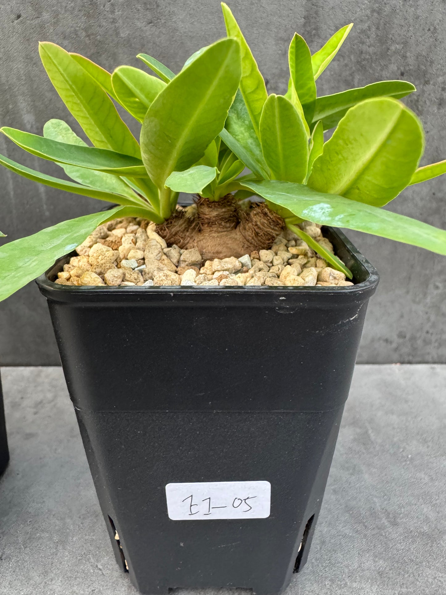 Euphorbia itremensis