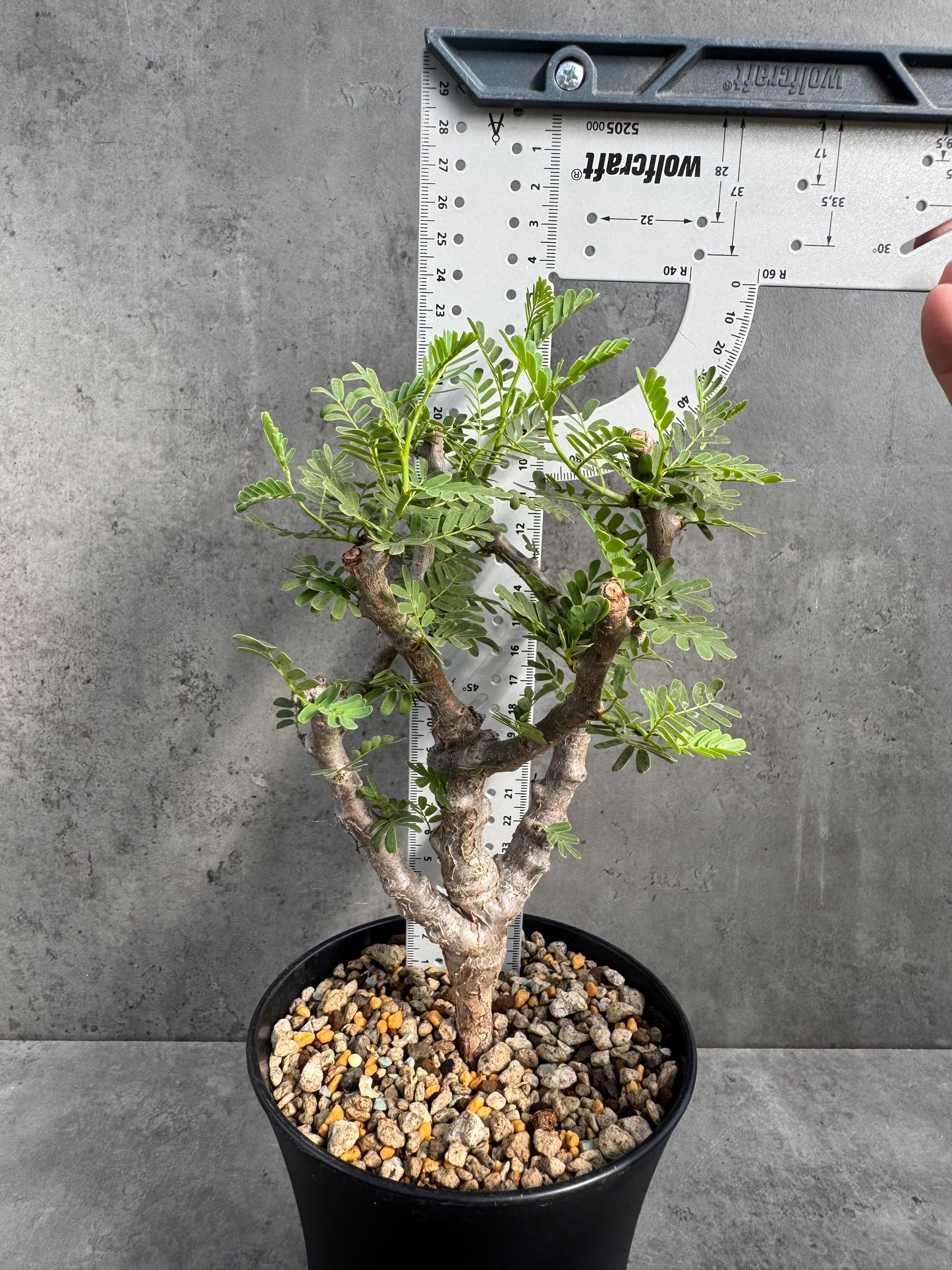 Senna meridionalis