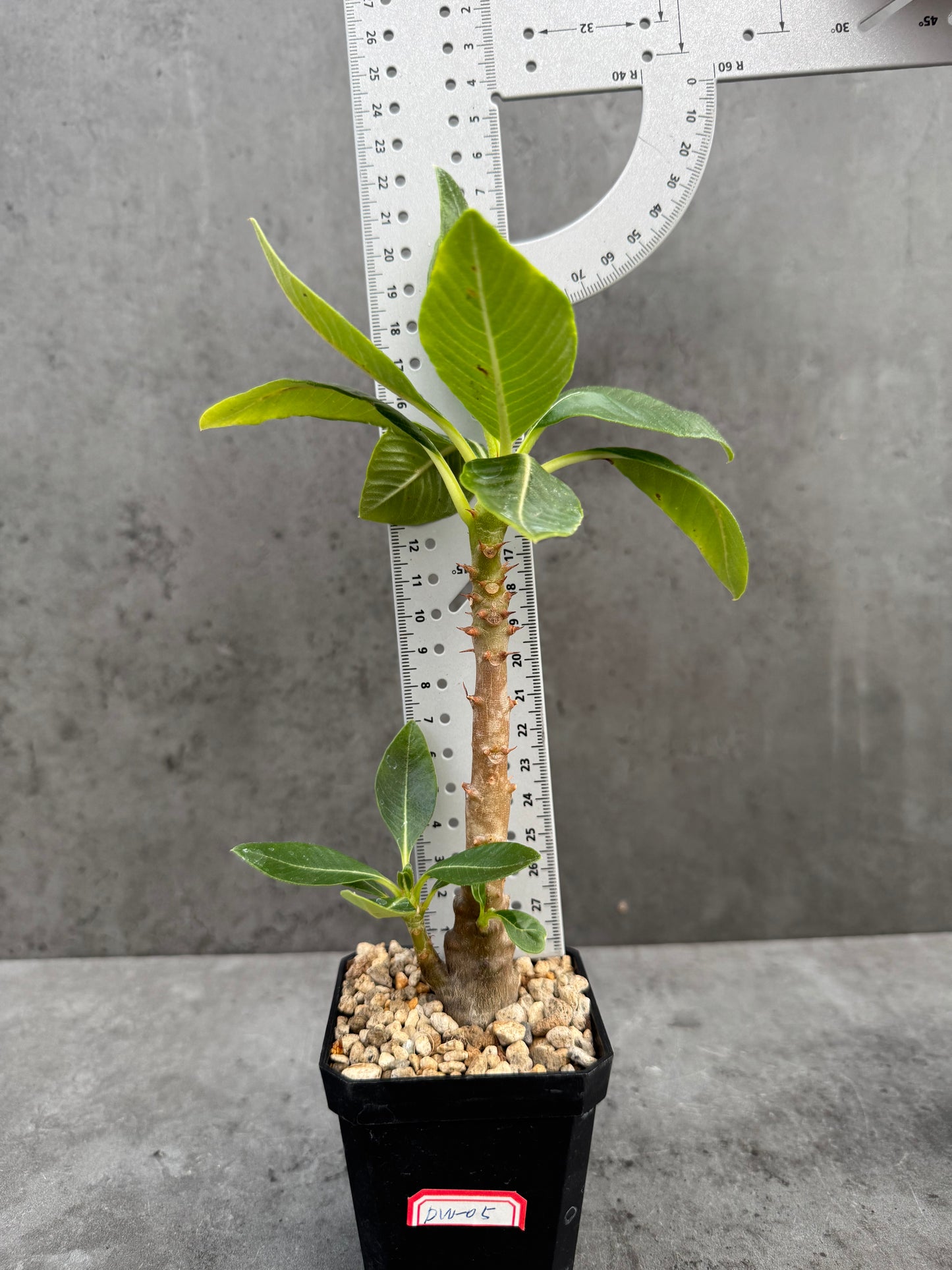 Pachypodium windsorii
