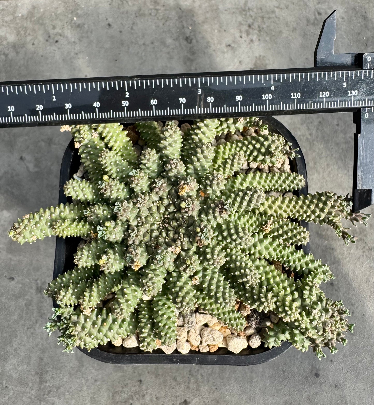 Euphorbia atroviridis