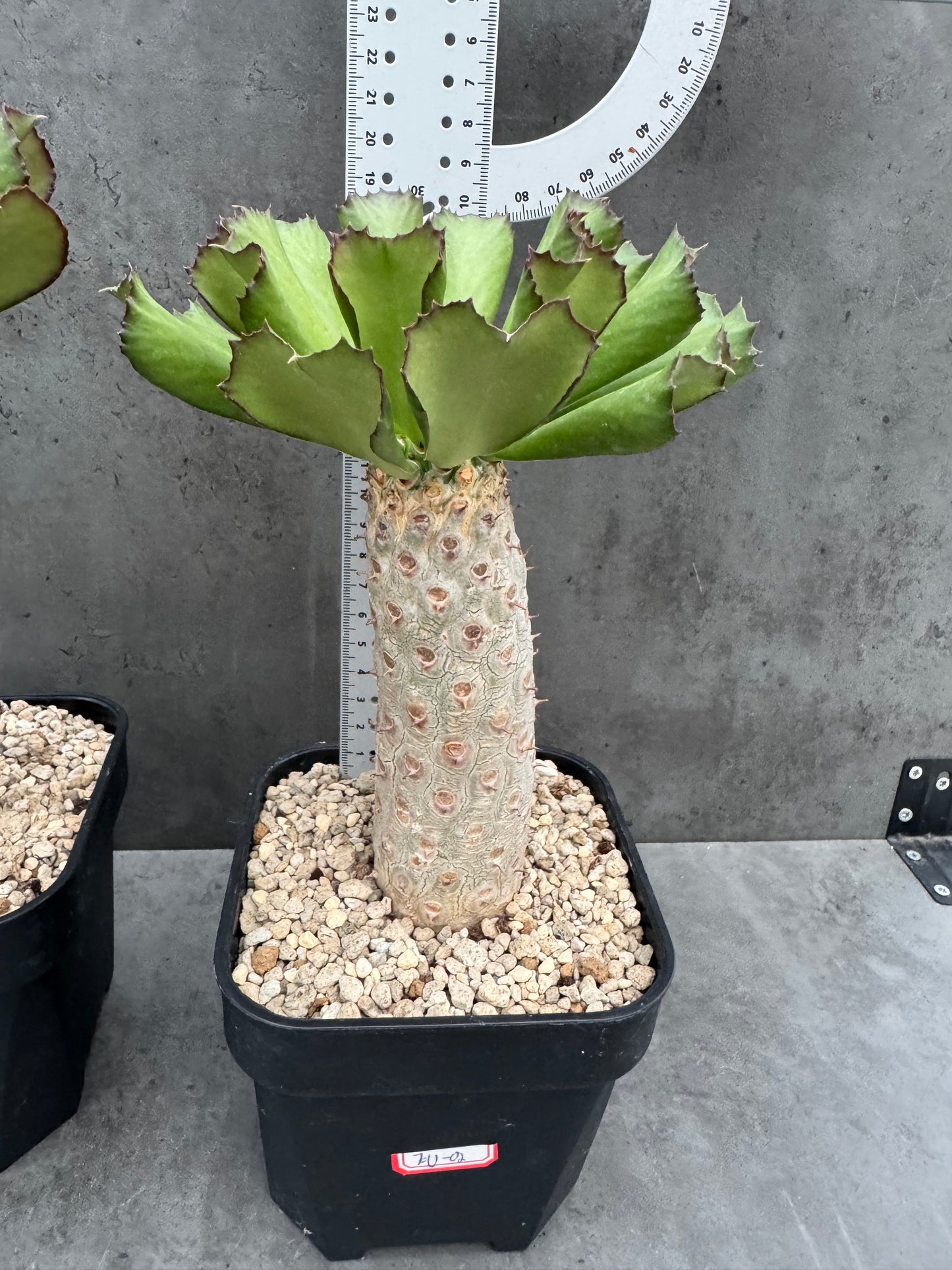 Euphorbia unispina
