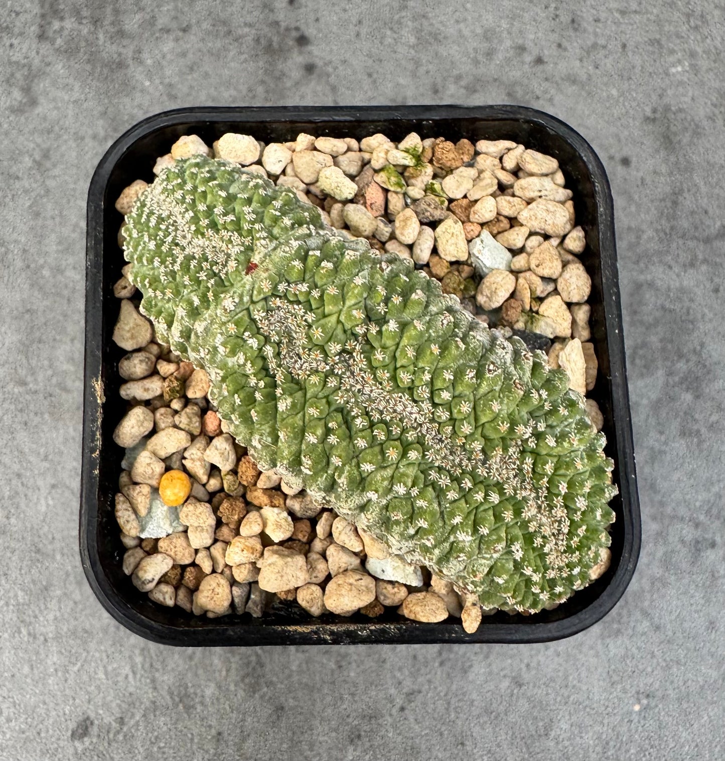 strombocactus disciformis f cristata