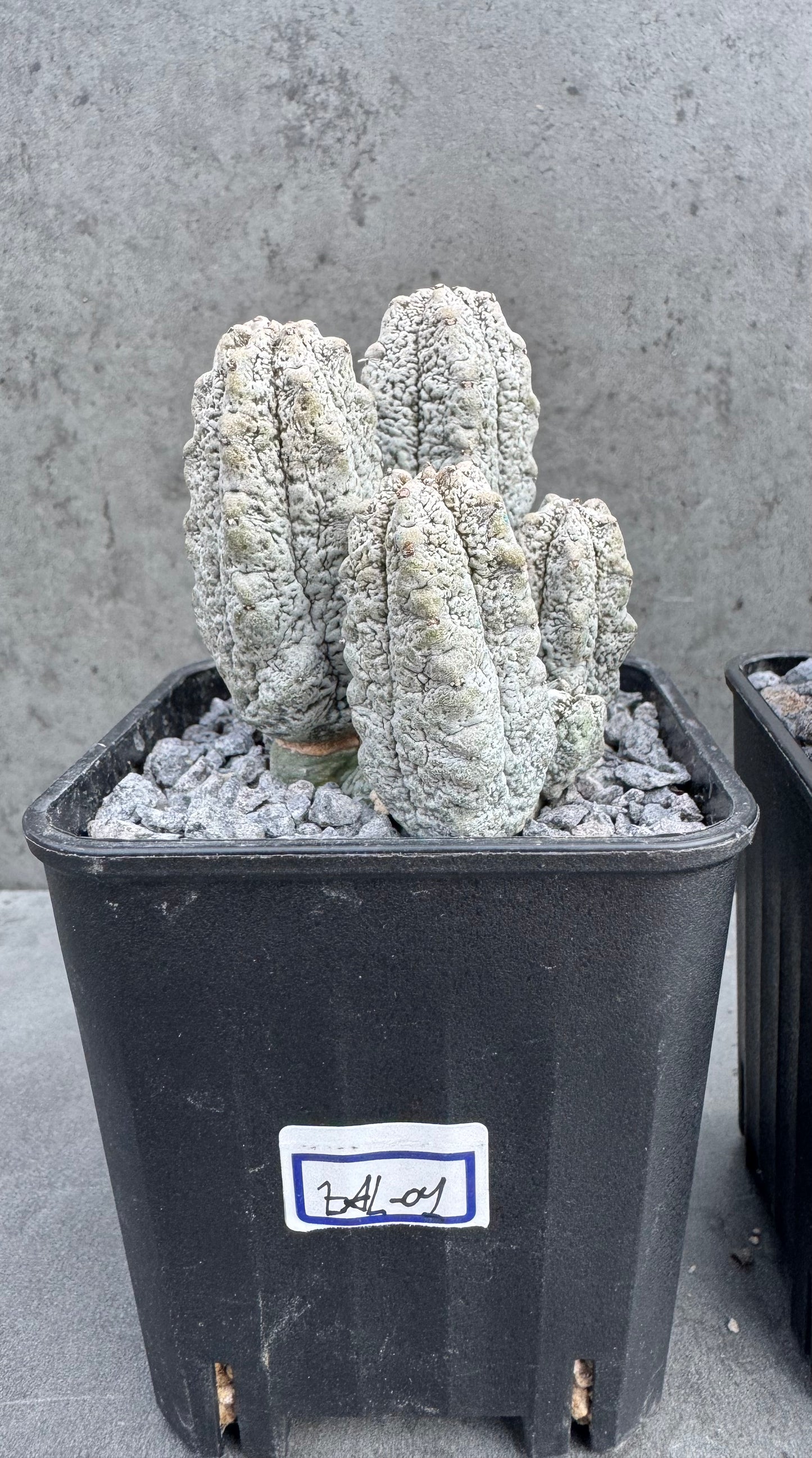 Euphorbia abdelkuri  – Wurzelecht