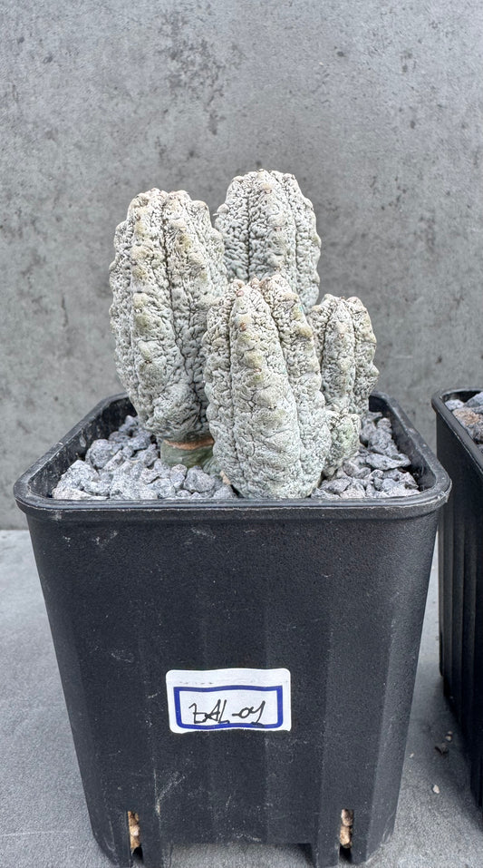 Euphorbia abdelkuri  – Wurzelecht
