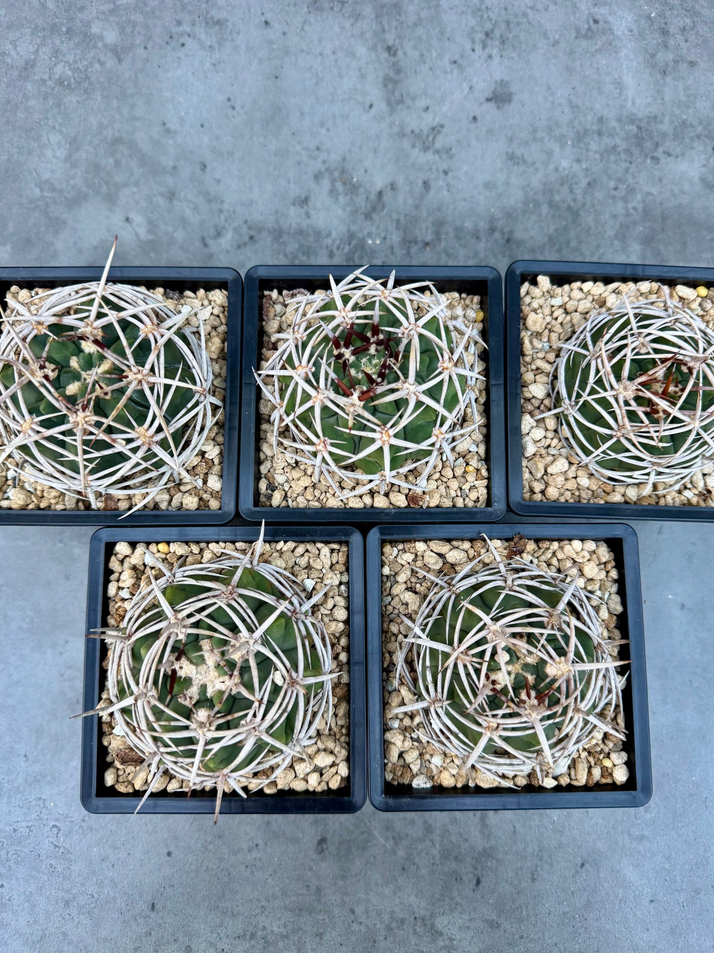 Gymnocalycium hybopleurum - super Selektion