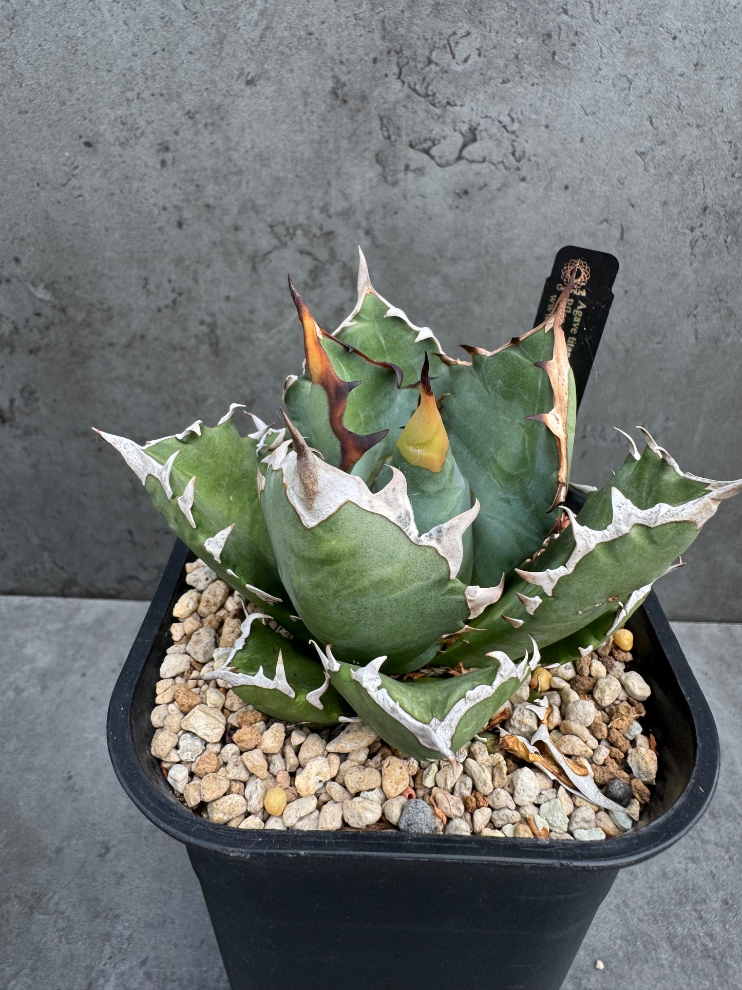 Agave titanota cv. Dwarf – Freilandkultur
