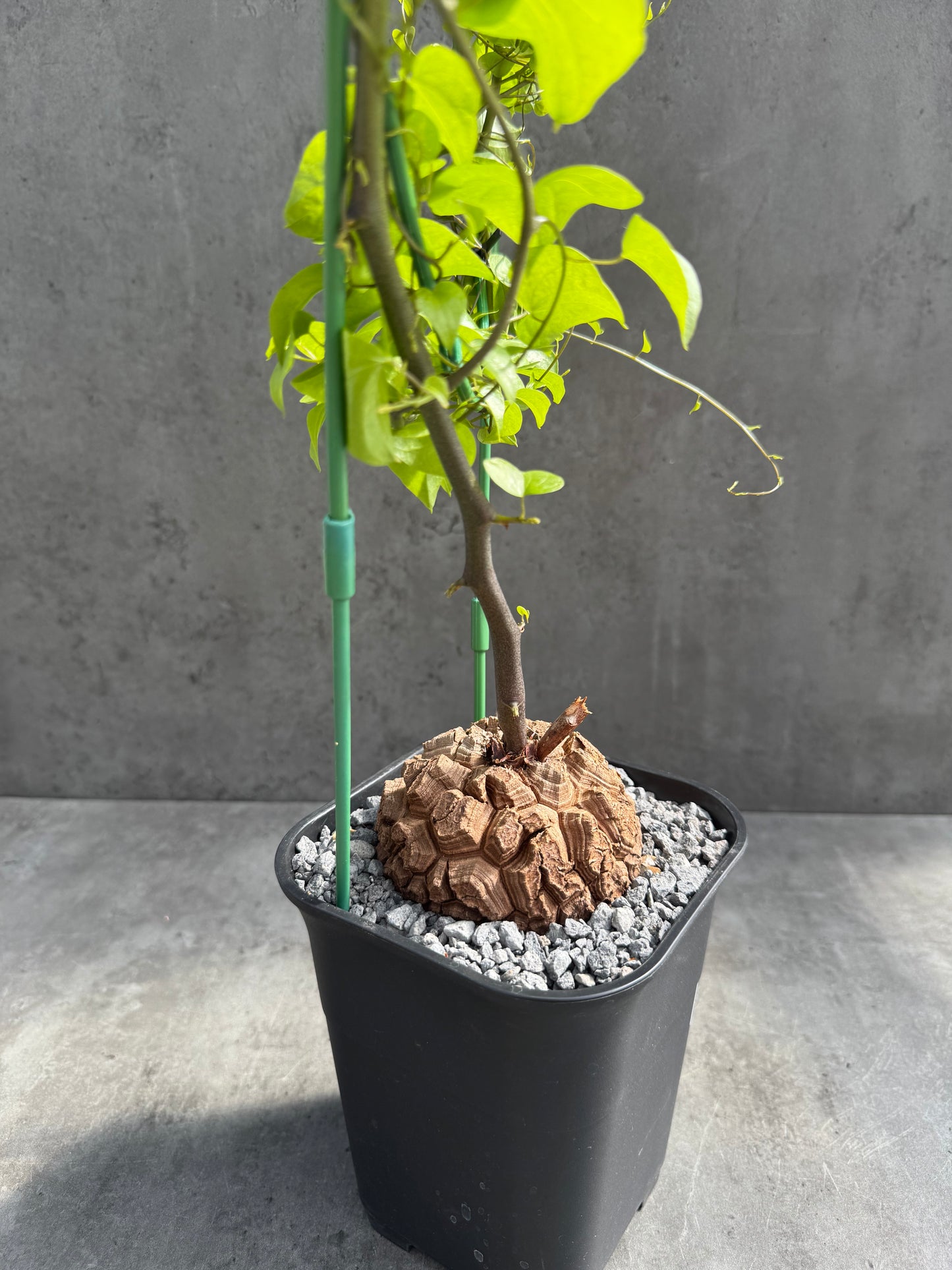 Dioscorea elephantipes – vollständig bewurzeltes Exemplar – Dioe-01