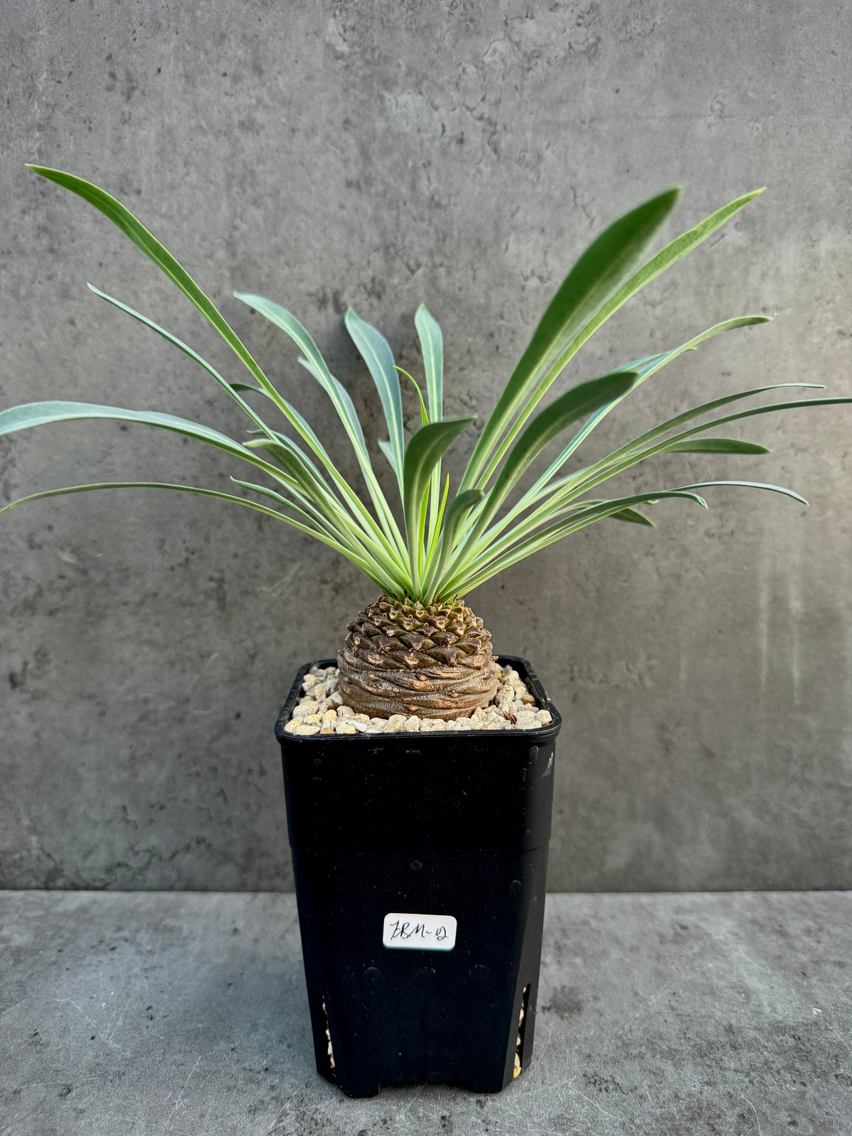Euphorbia bupleurifolia- mittlere Größe