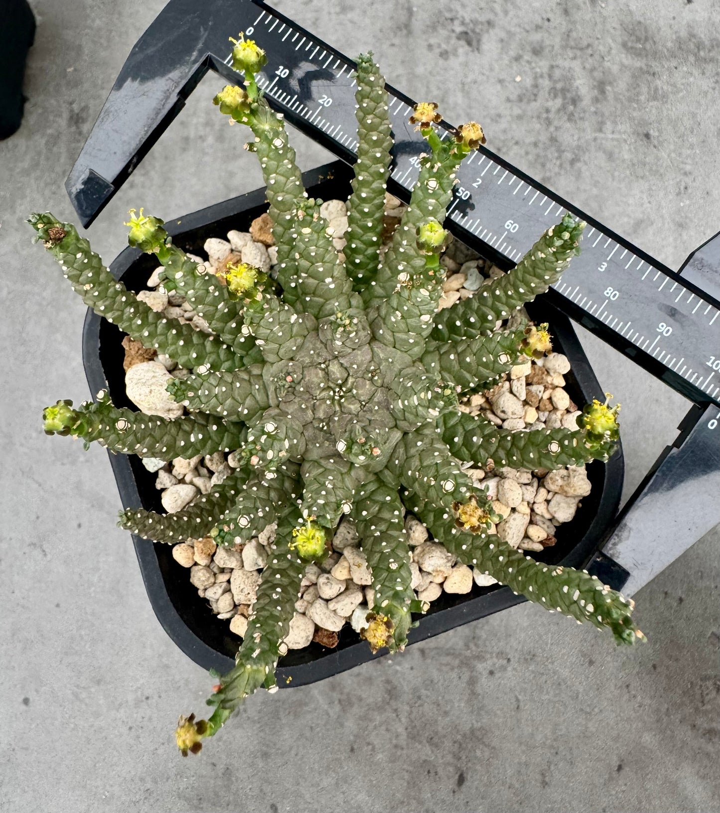 Euphorbia brevirama