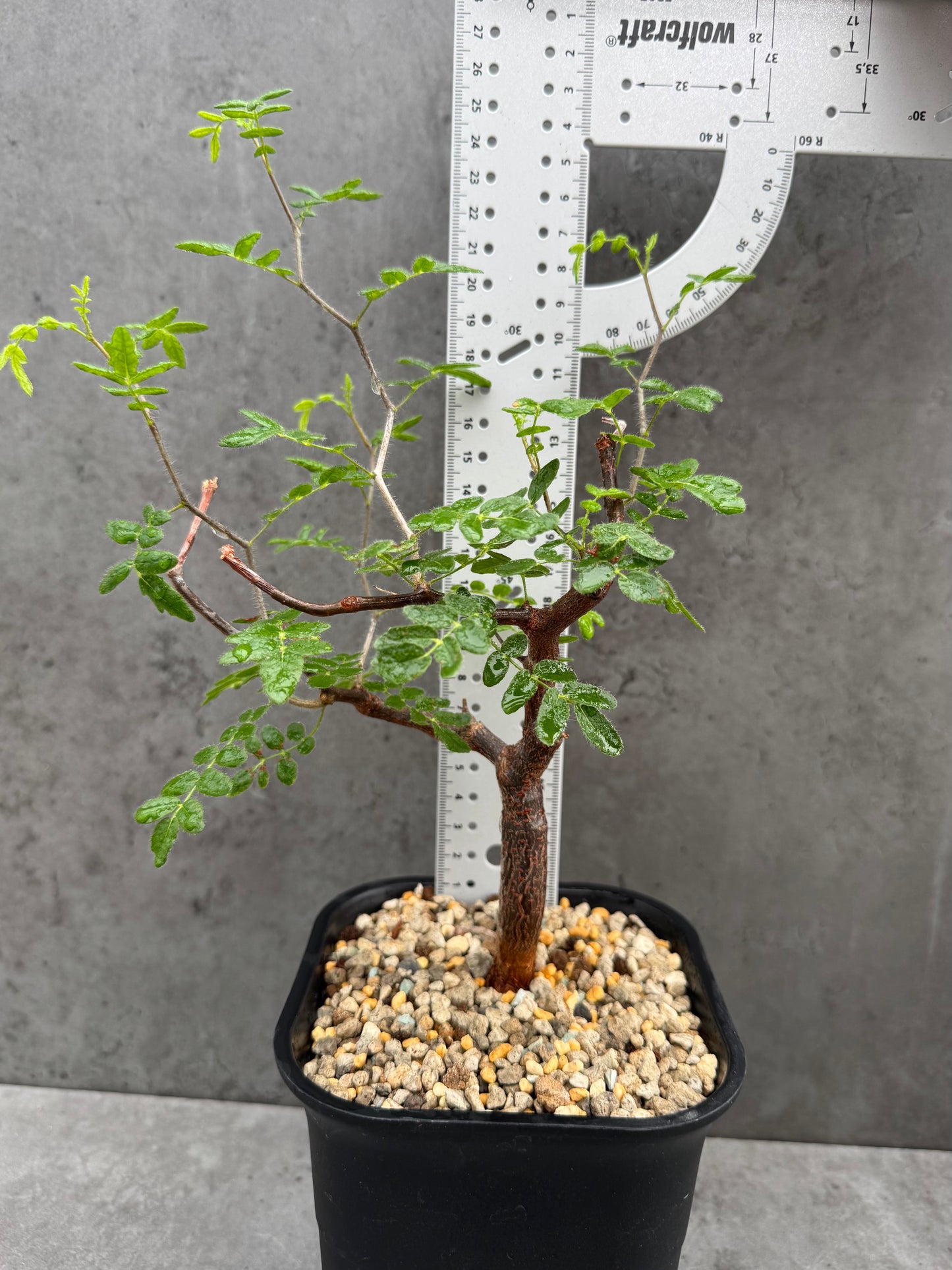 commiphora monstruosa