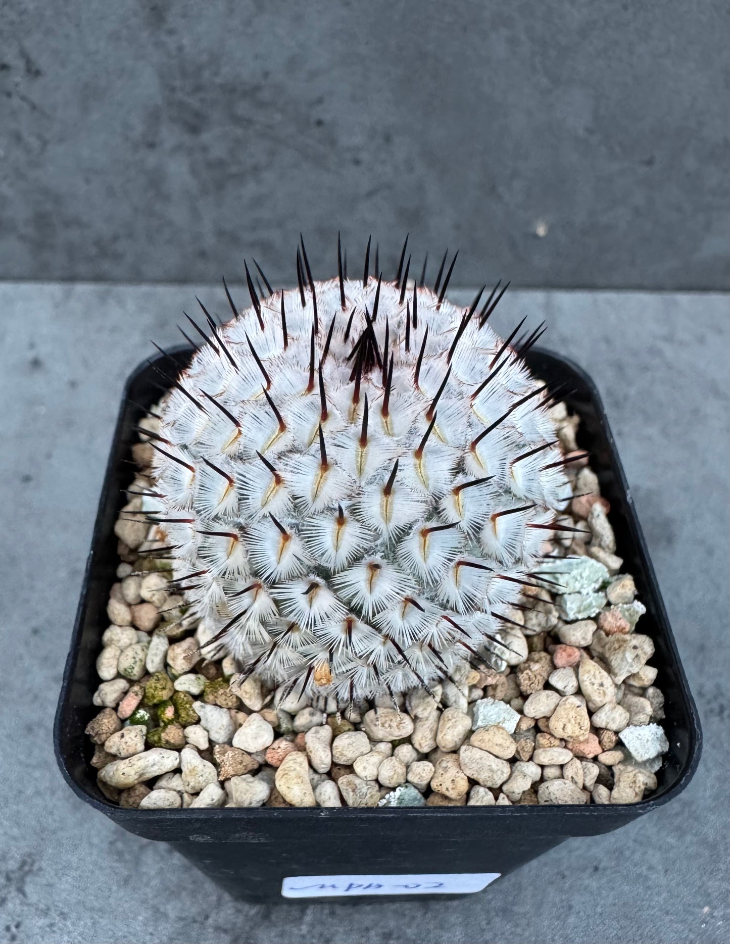 Mammillaria perezdelarosae subsp. andersonii