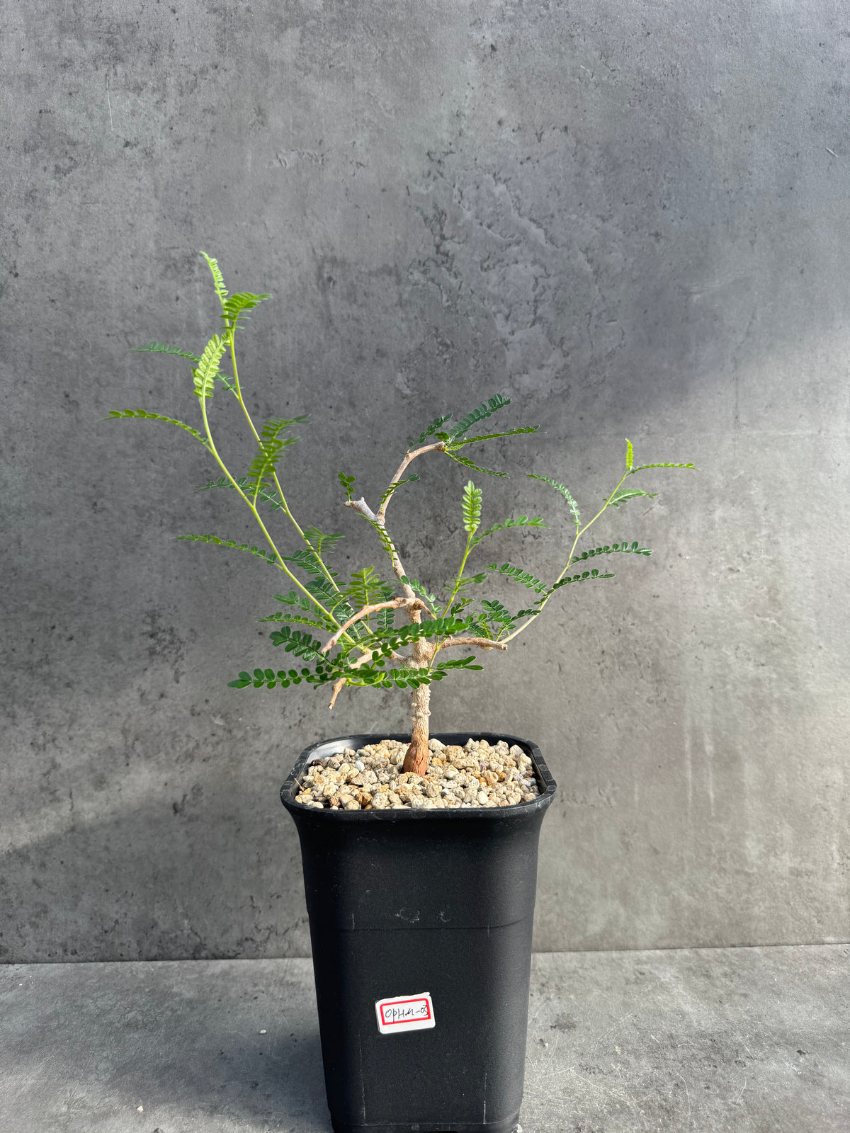 Operculicarya hyphaenoides - mittlere Größe