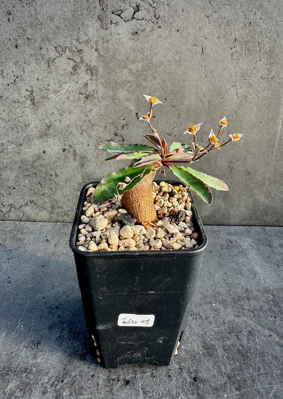 Euphorbia moratii