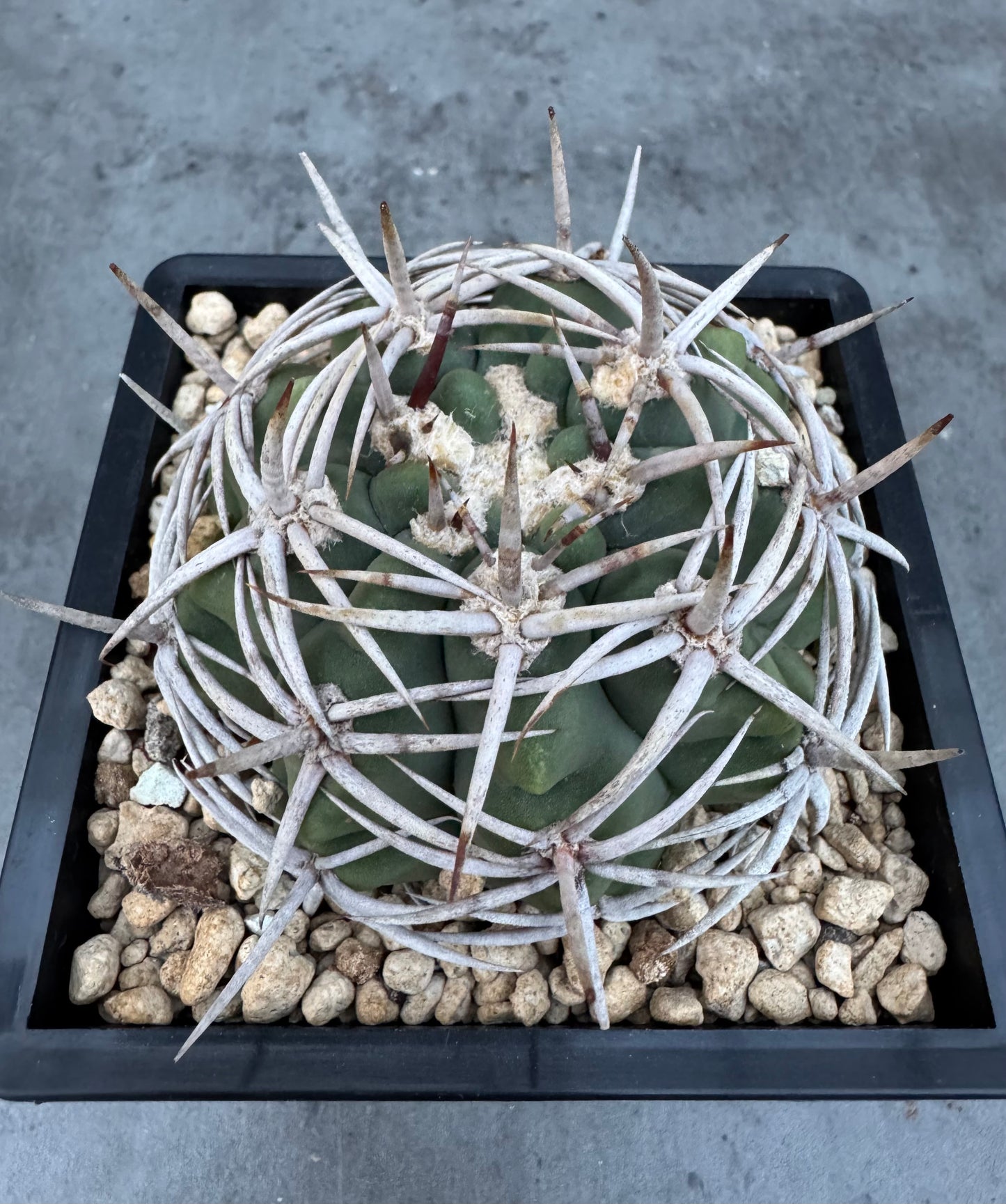 Gymnocalycium hybopleurum - super Selektion