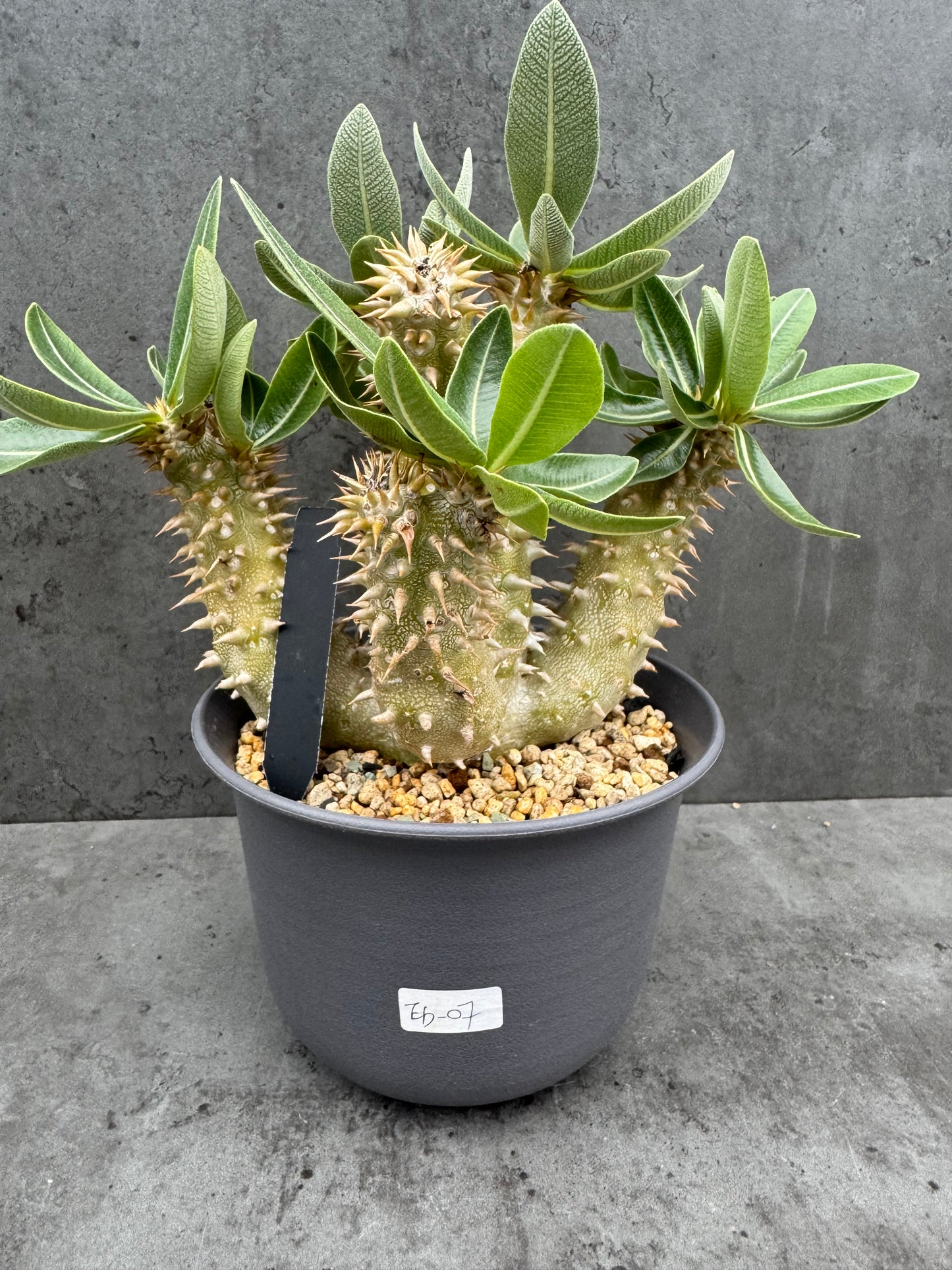 Pachypodium densiflorum große Pflanzen