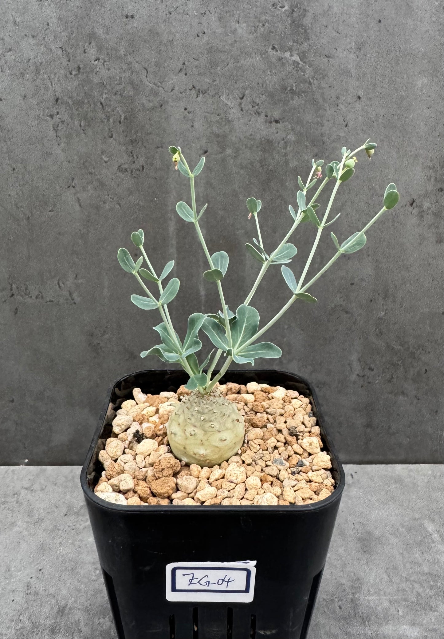 Euphorbia globulicaulis - Blühfähig