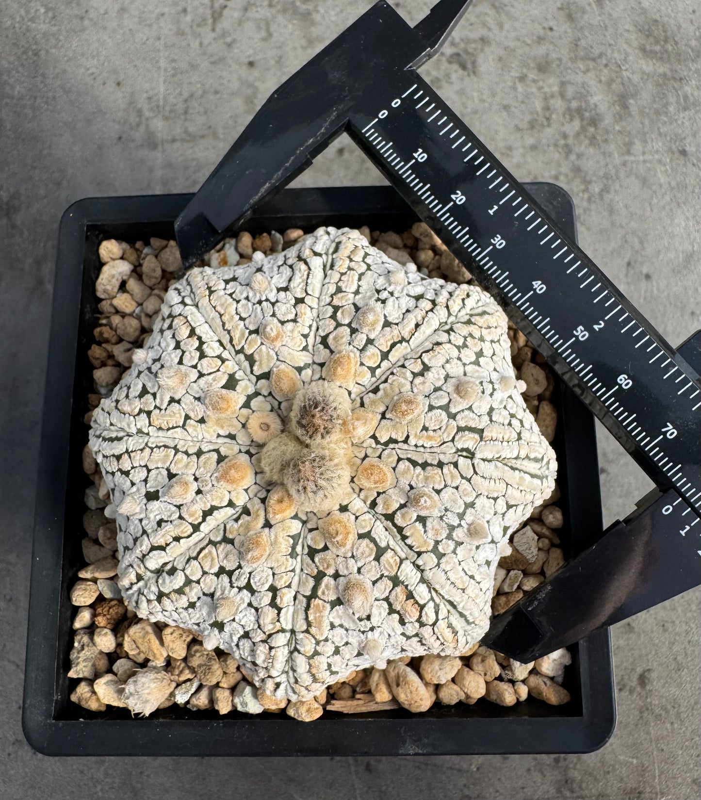 Astrophytum asterias miracle