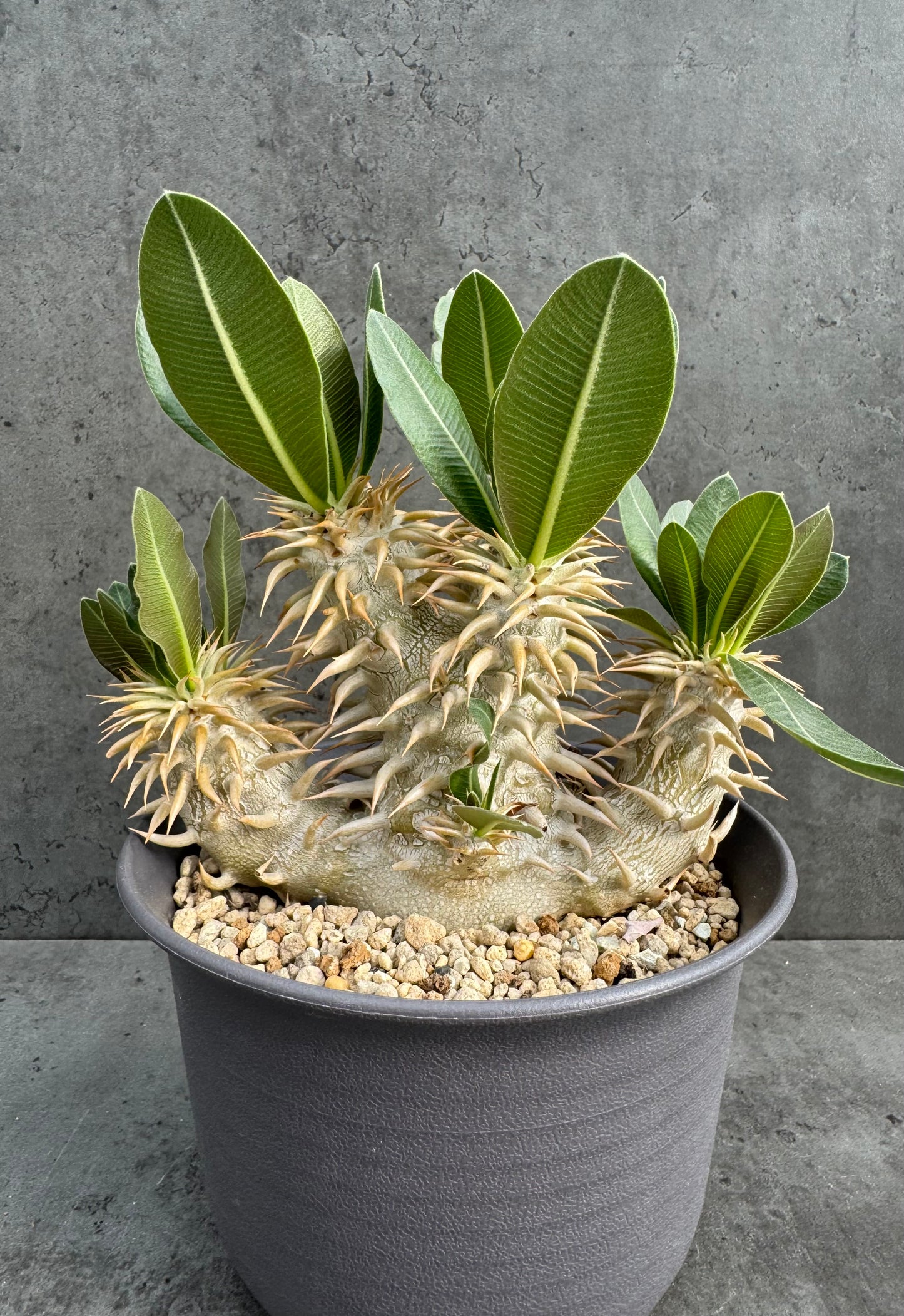 Pachypodium densiflorum große Pflanzen
