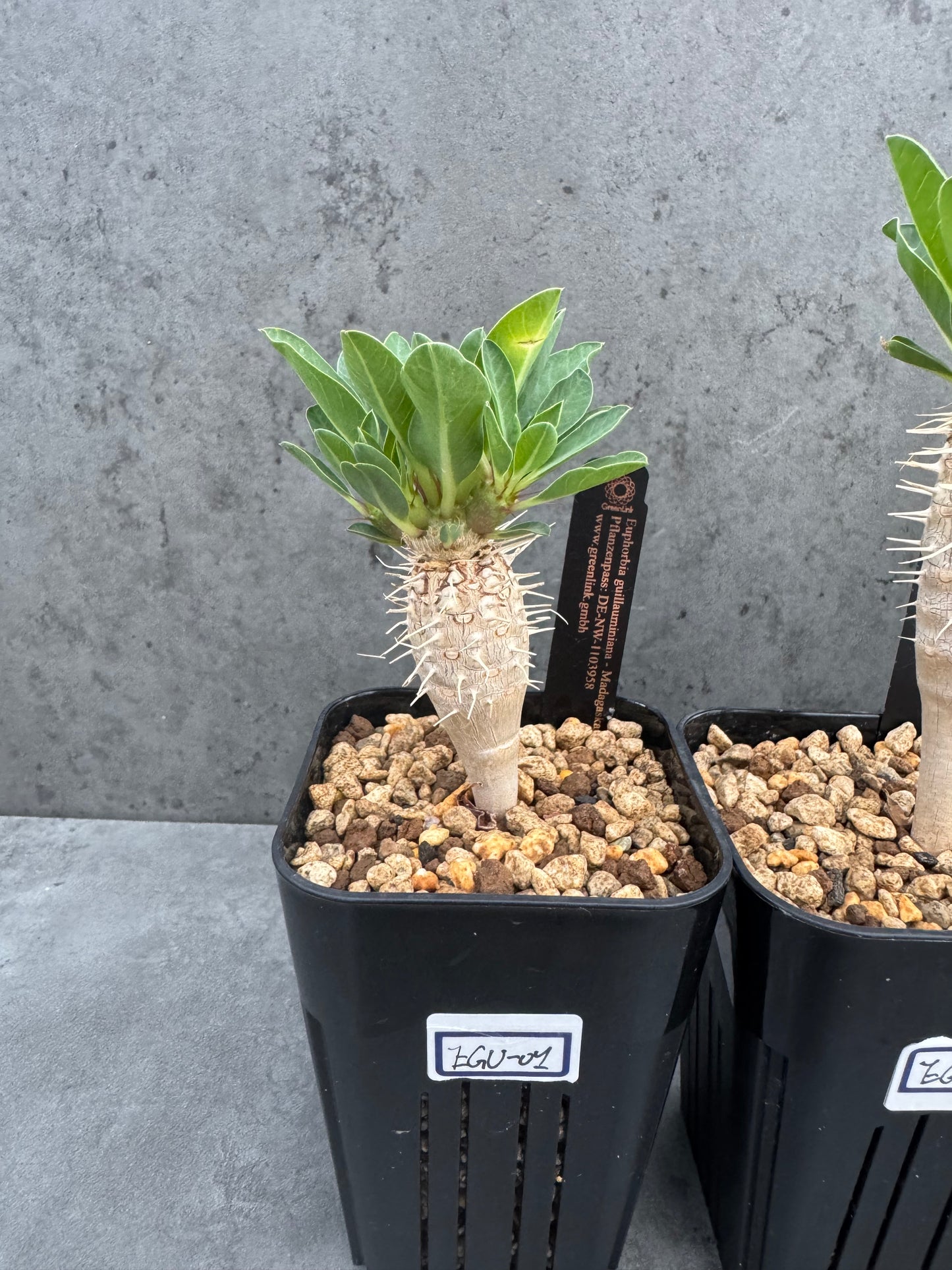 Euphorbia guillauminiana