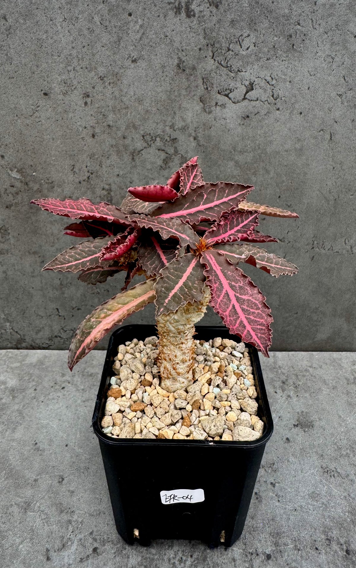 Euphorbia francoisii var. crassicaulis 'Rubrifolia' – robust kultiviert in rein mineralischem Substrat.