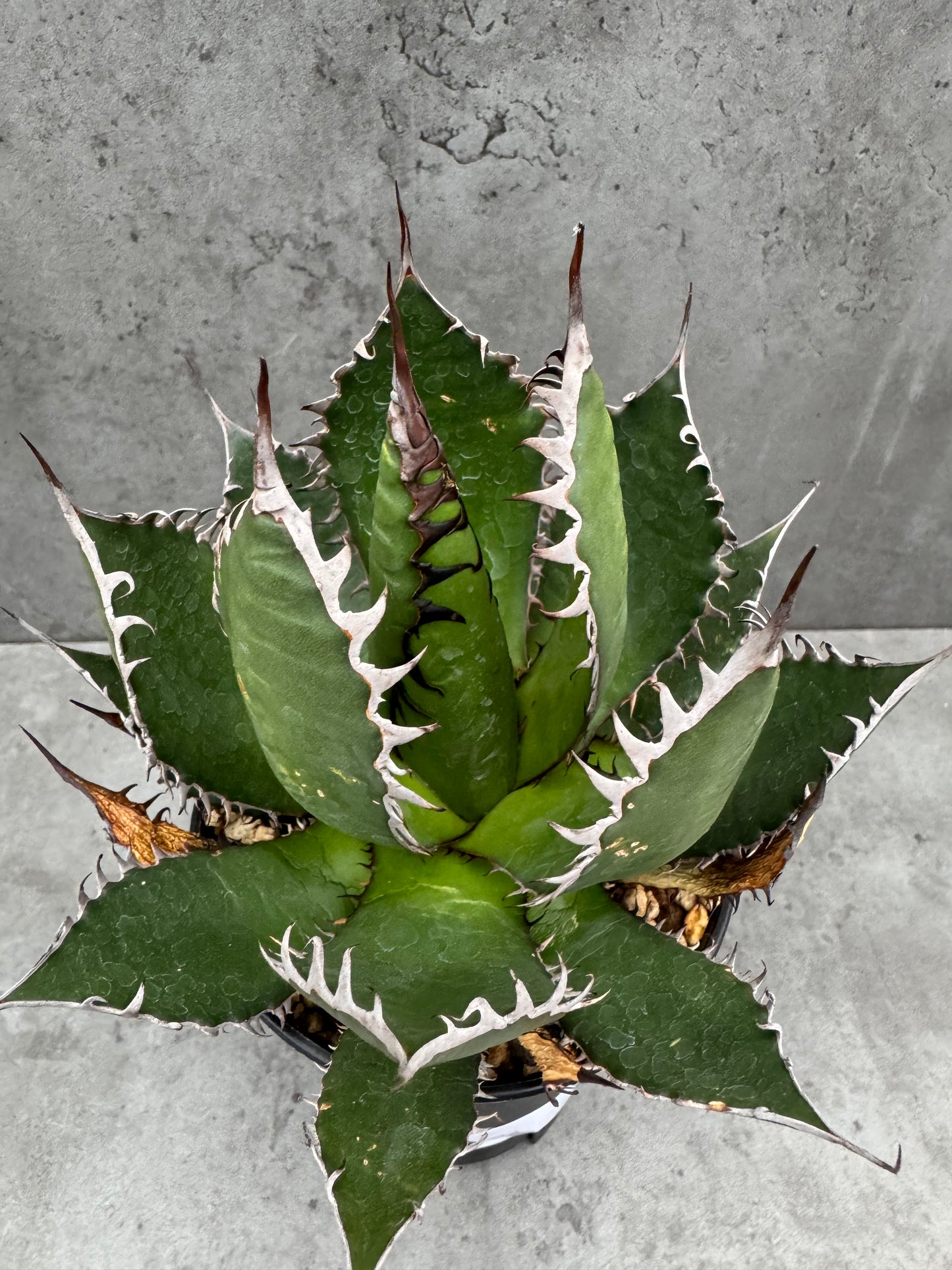 Agave horrida
