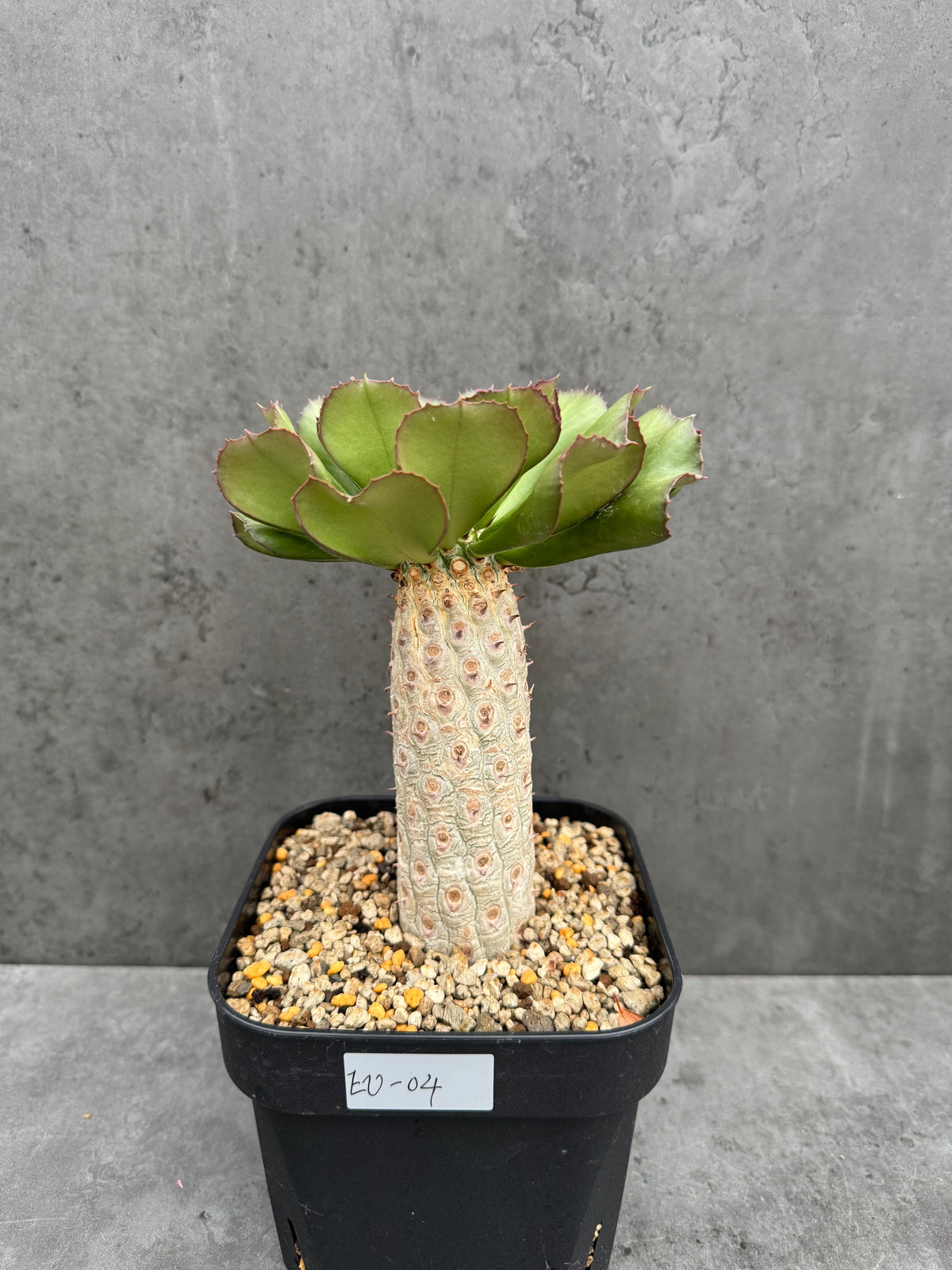 Euphorbia unispina