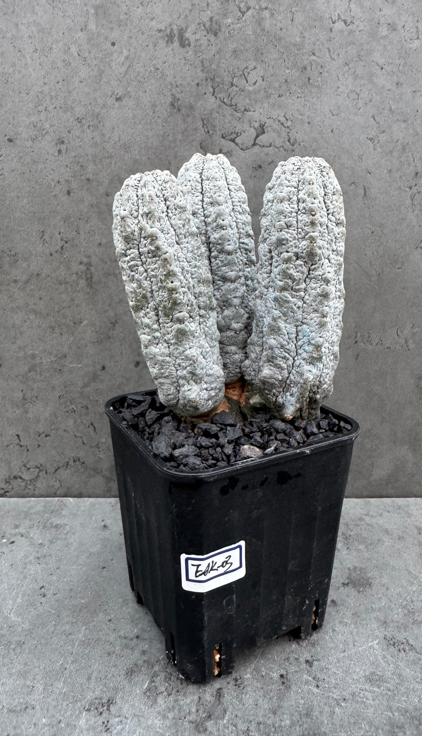 Euphorbia abdelkuri  – Wurzelecht